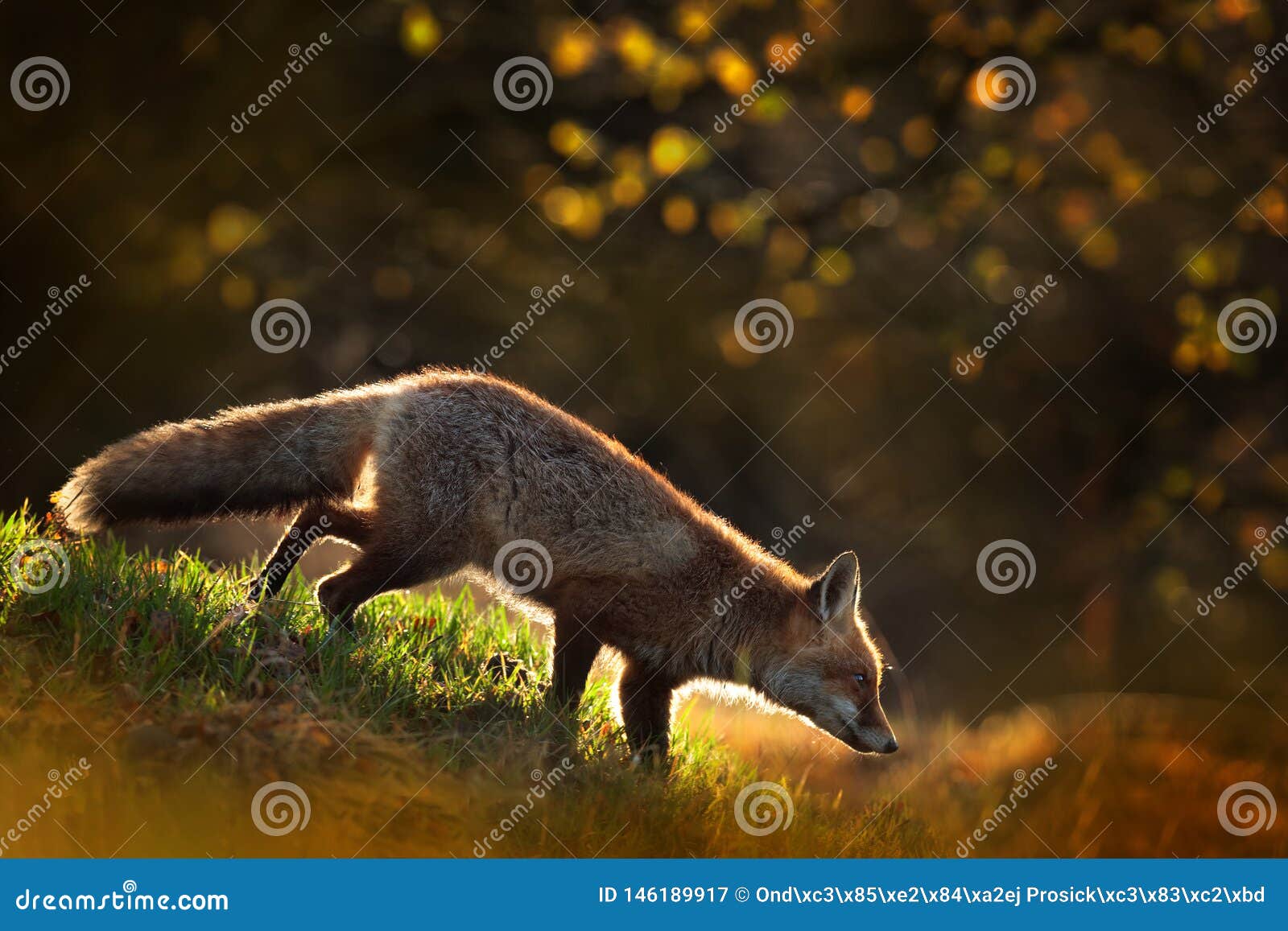 Cute Red Fox, Vulpes Vulpes in Fall Forest. Beautiful Animal in the Nature  Habitat. Wildlife Scene from the Wild Nature Stock Image - Image of orange,  portrait: 146189917