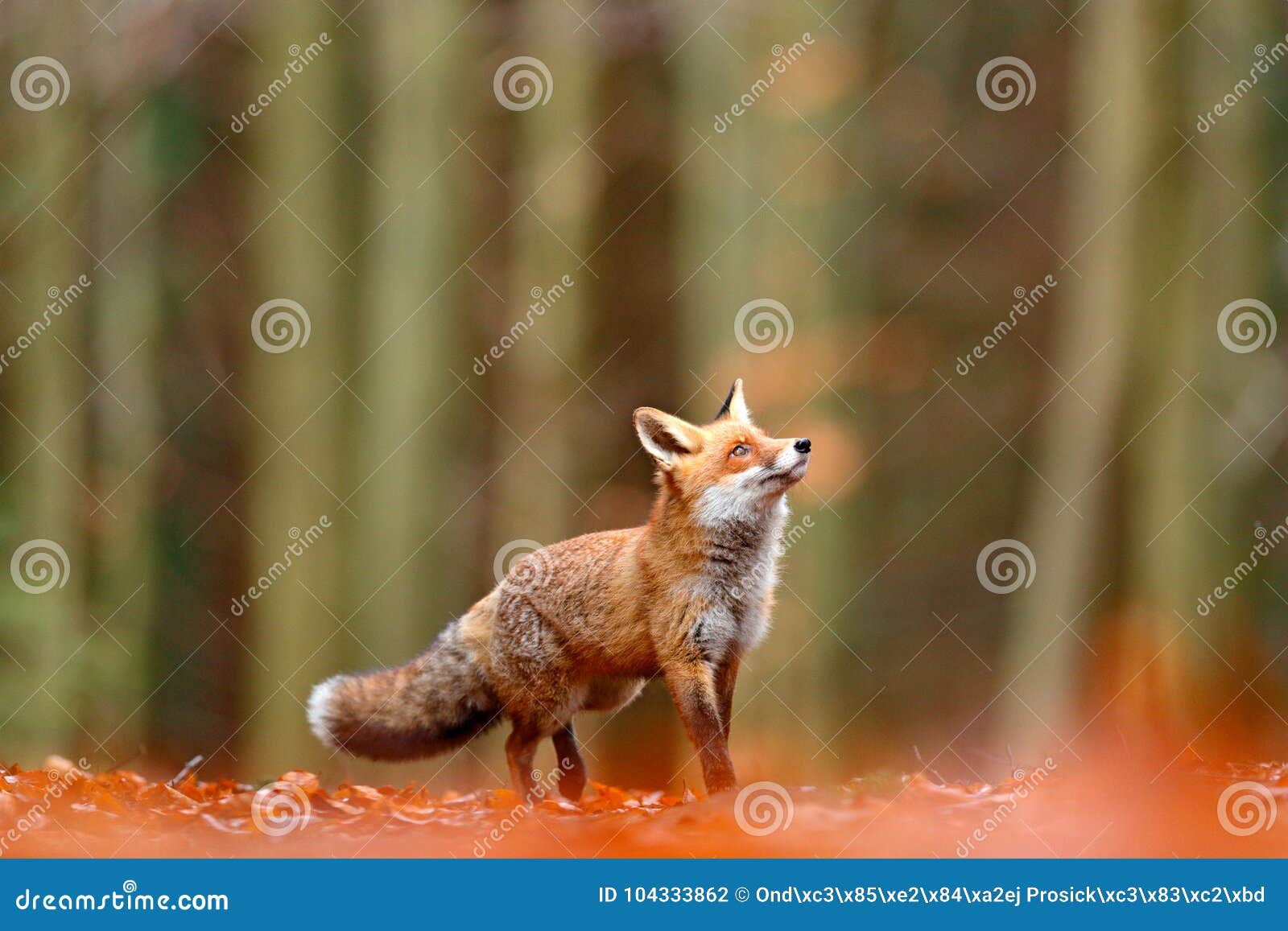 cute red fox, vulpes vulpes, fall forest. beautiful animal in the nature habitat. orange fox, detail portrait, czech. wildlife sce