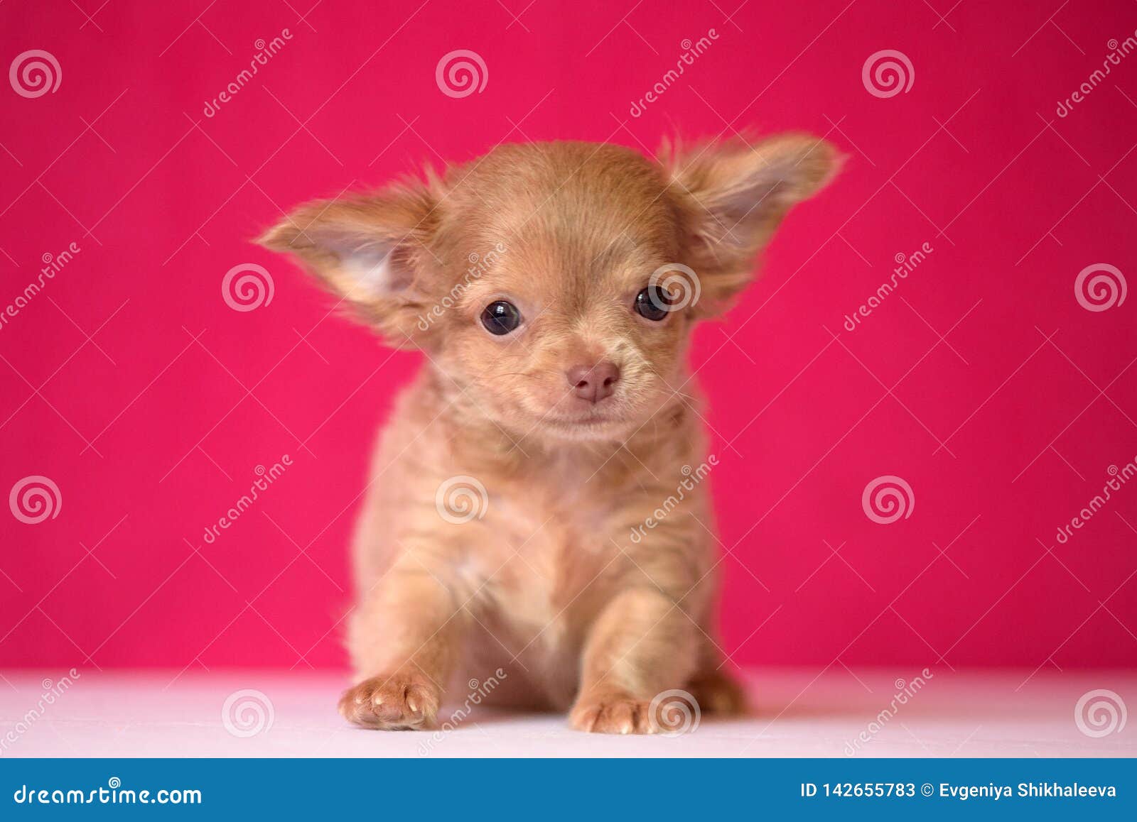 Cute Red Haired Chihuahua Puppy Sits On A Crimson Background