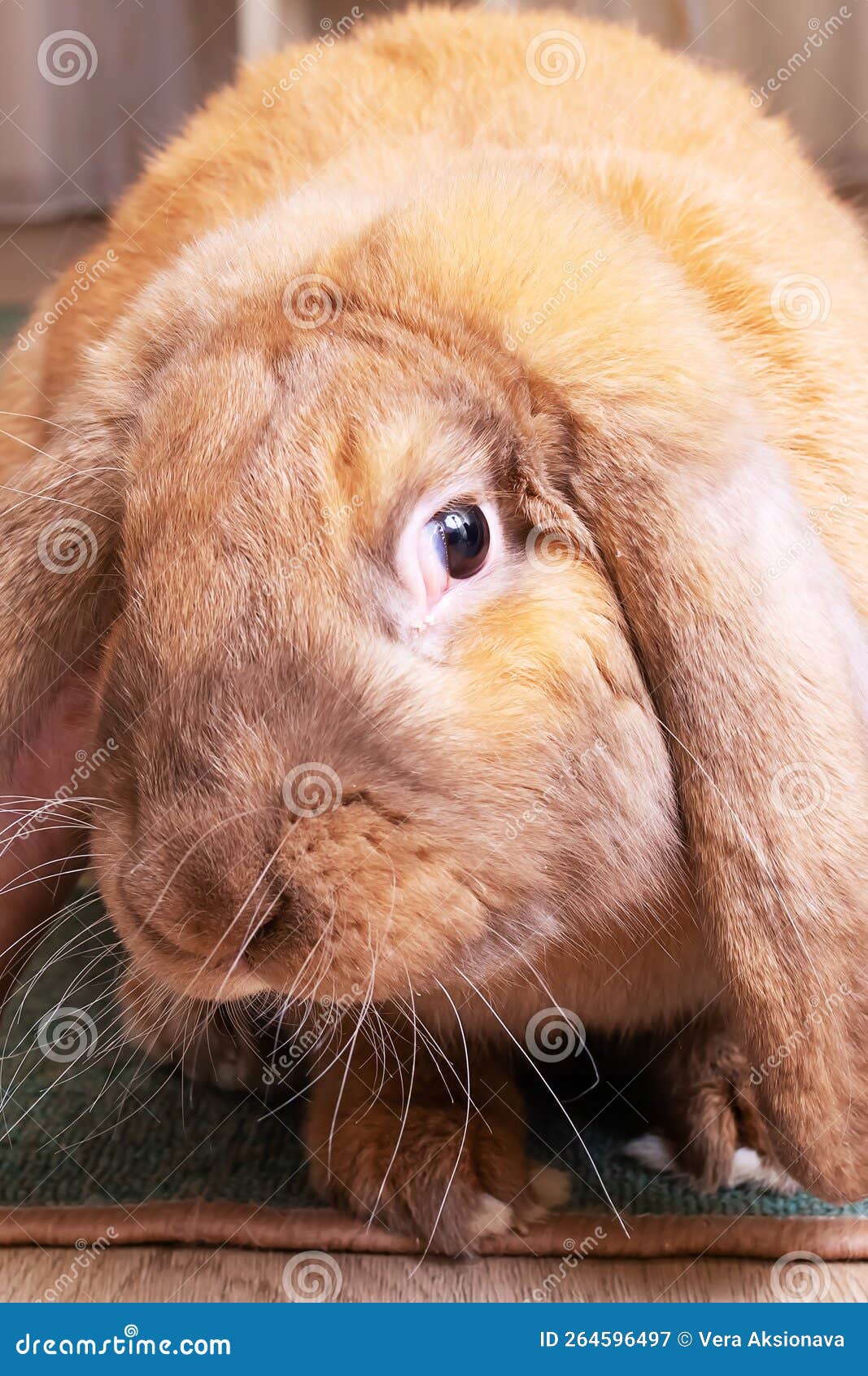 Cute Red House Rabbit in the Room Stock Image Image of apartment