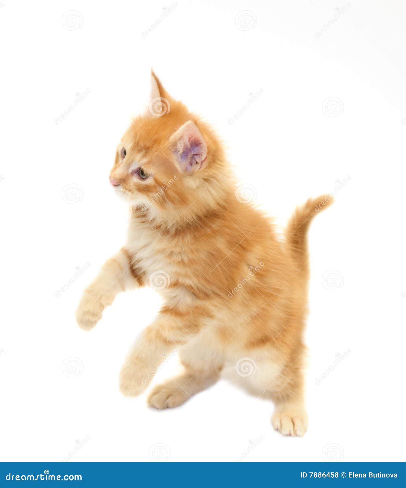 Cute red kitten stock photo. Image of short, whisker, cute 7886458