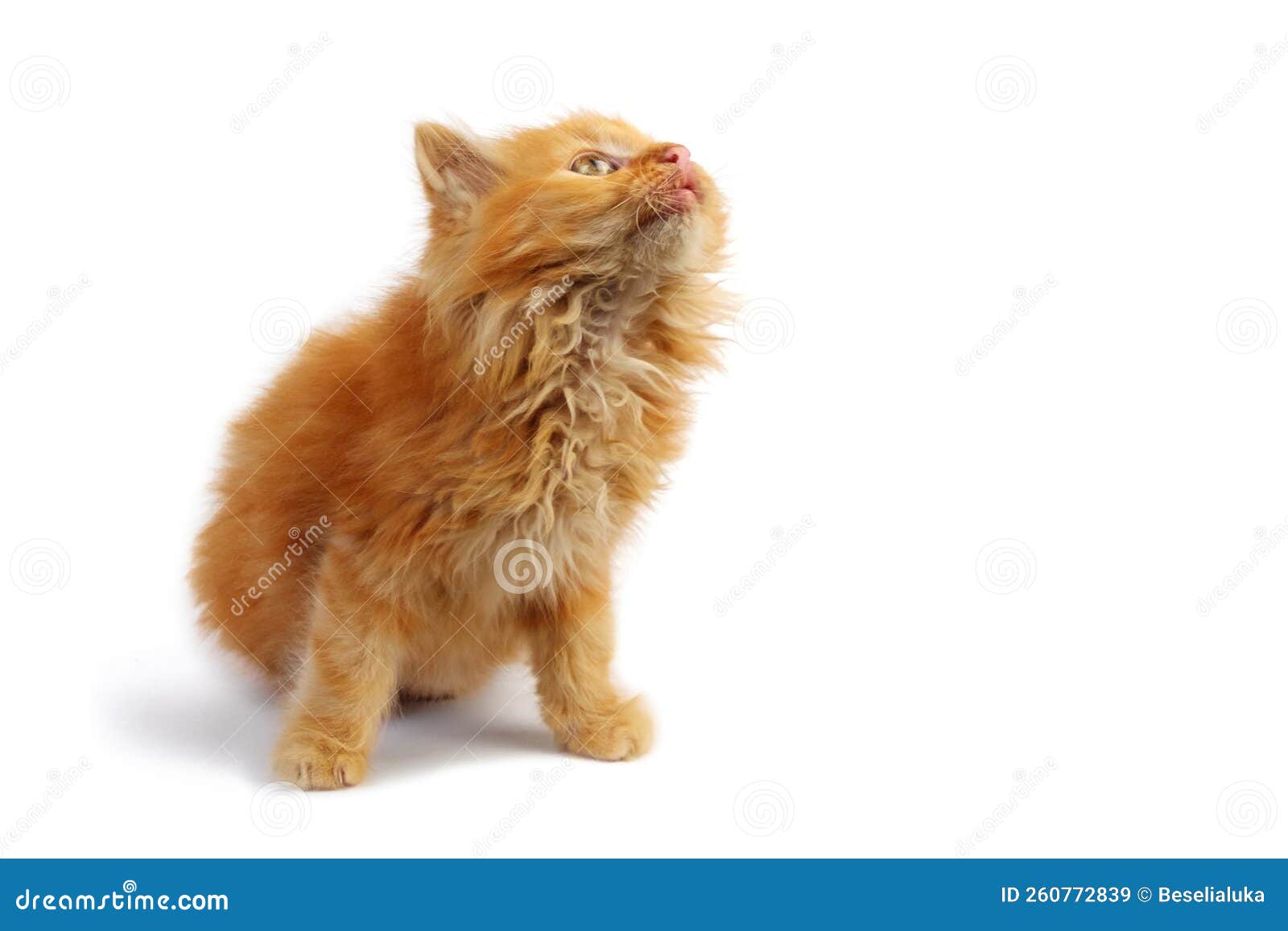 cute red kitten is standing and lookin up