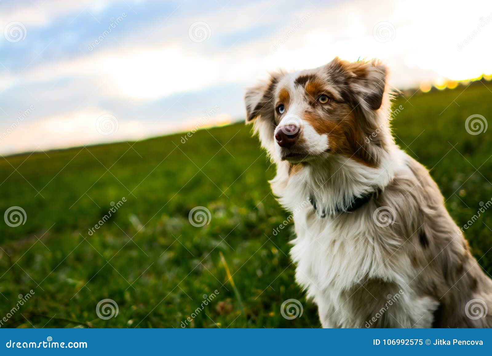 Cute Red Merle Australian Shepherd Puppy Sitting on the Meadow in the ...