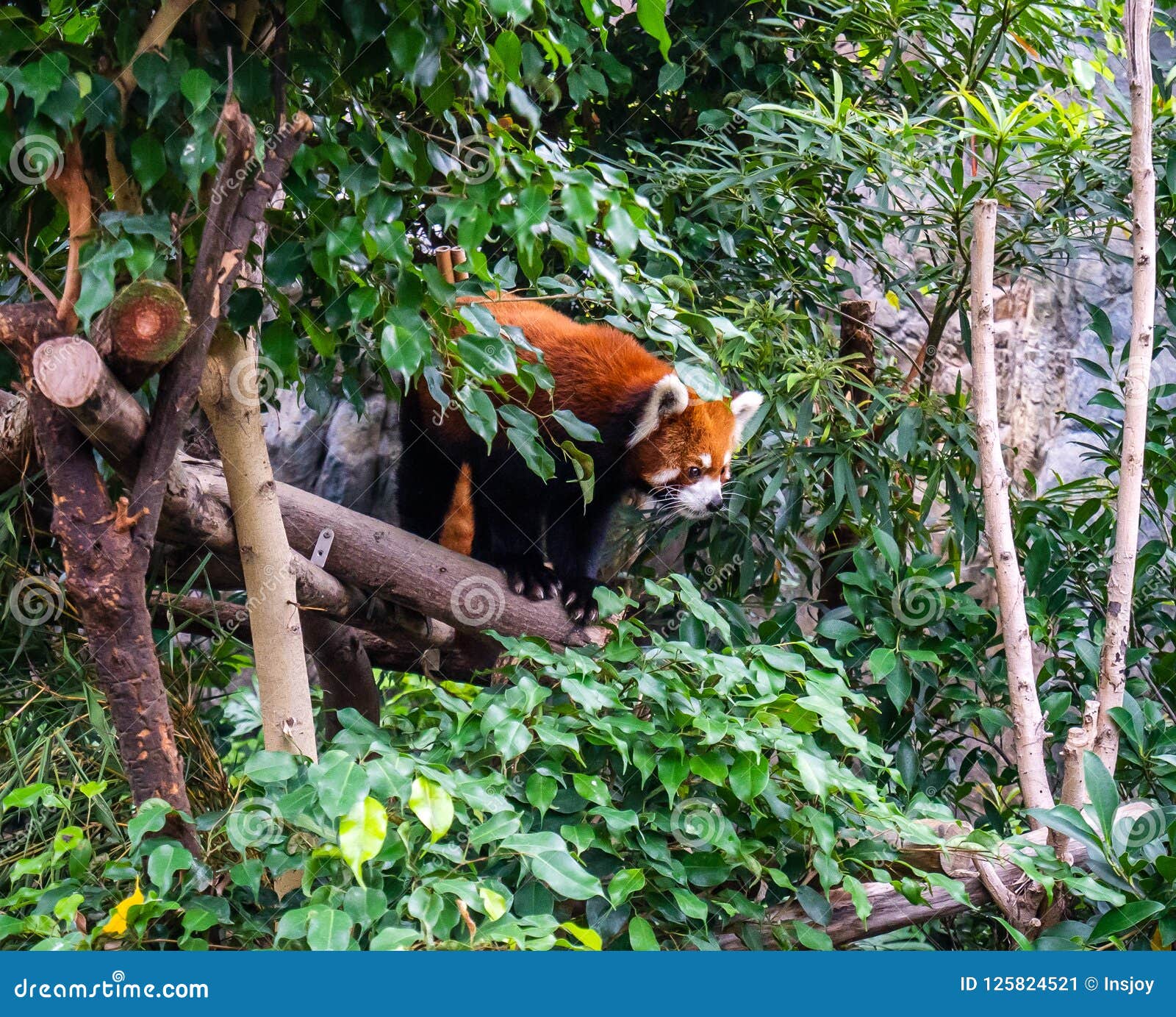 Cute Red Panda Live In Hong Kong Zoo Stock Image Image Of India Himalayas
