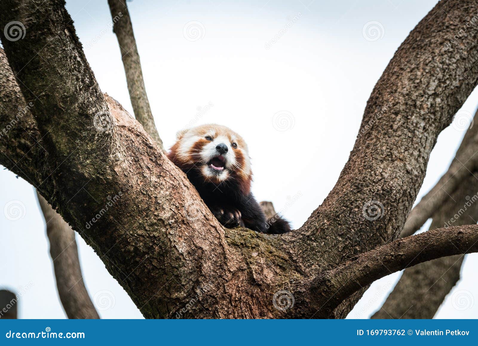 Cute Red Panda Pulling The Tongue Out Curious Couple Sex