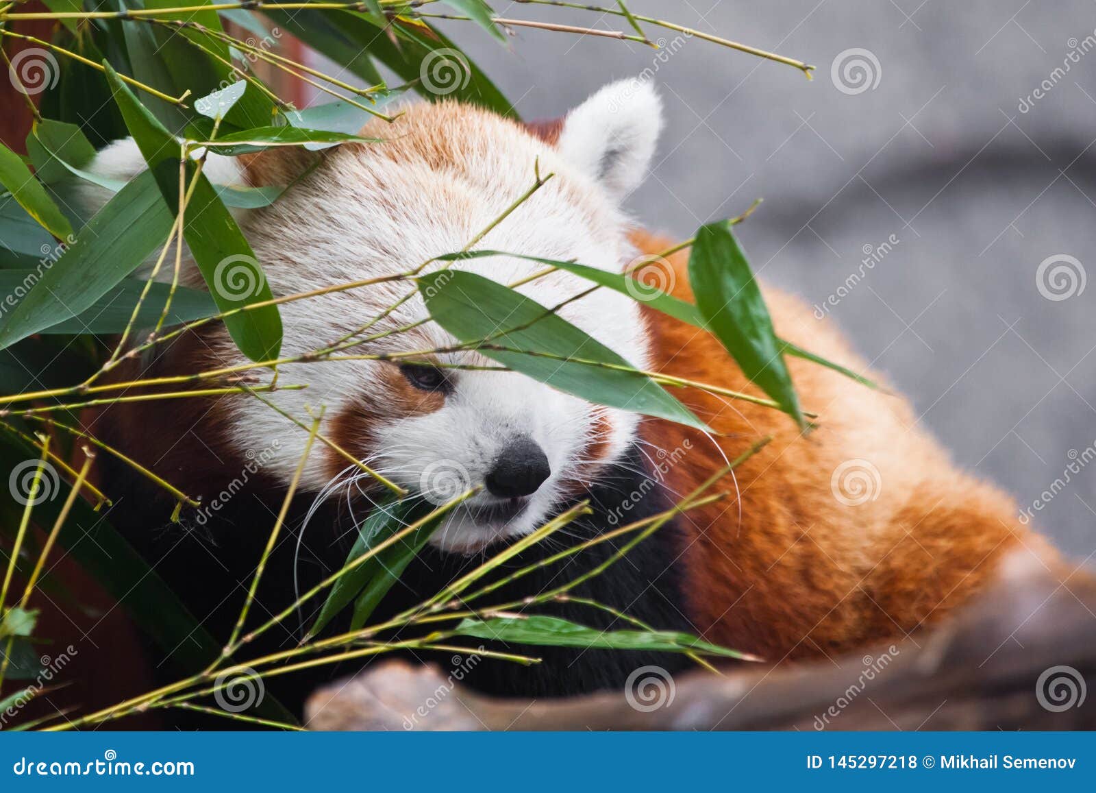 Cute Red Panda Small Pandaamong The Foliage Of Bamboo On The Branches