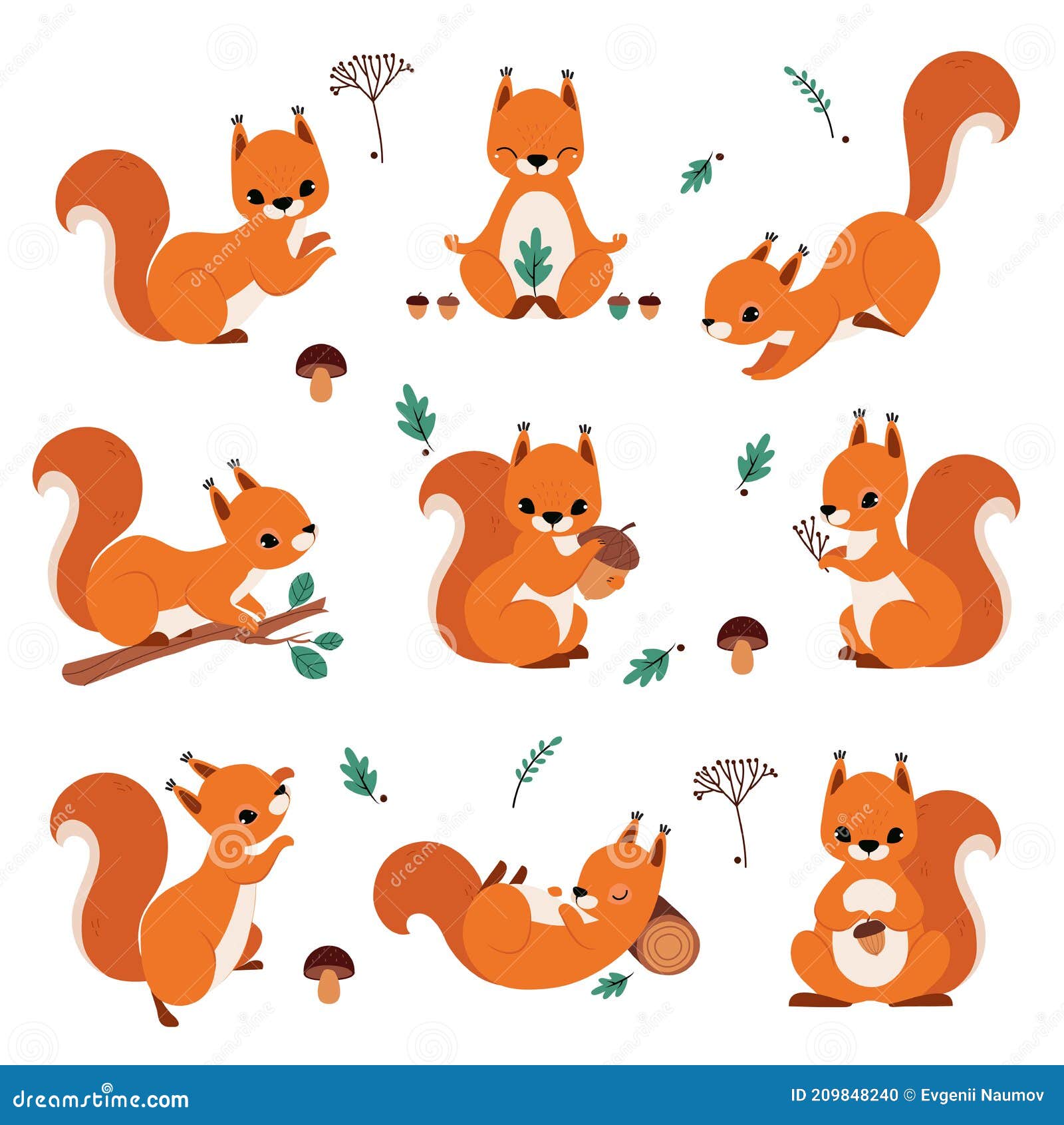 cute red squirrel holding acorn and sitting on tree branch  set