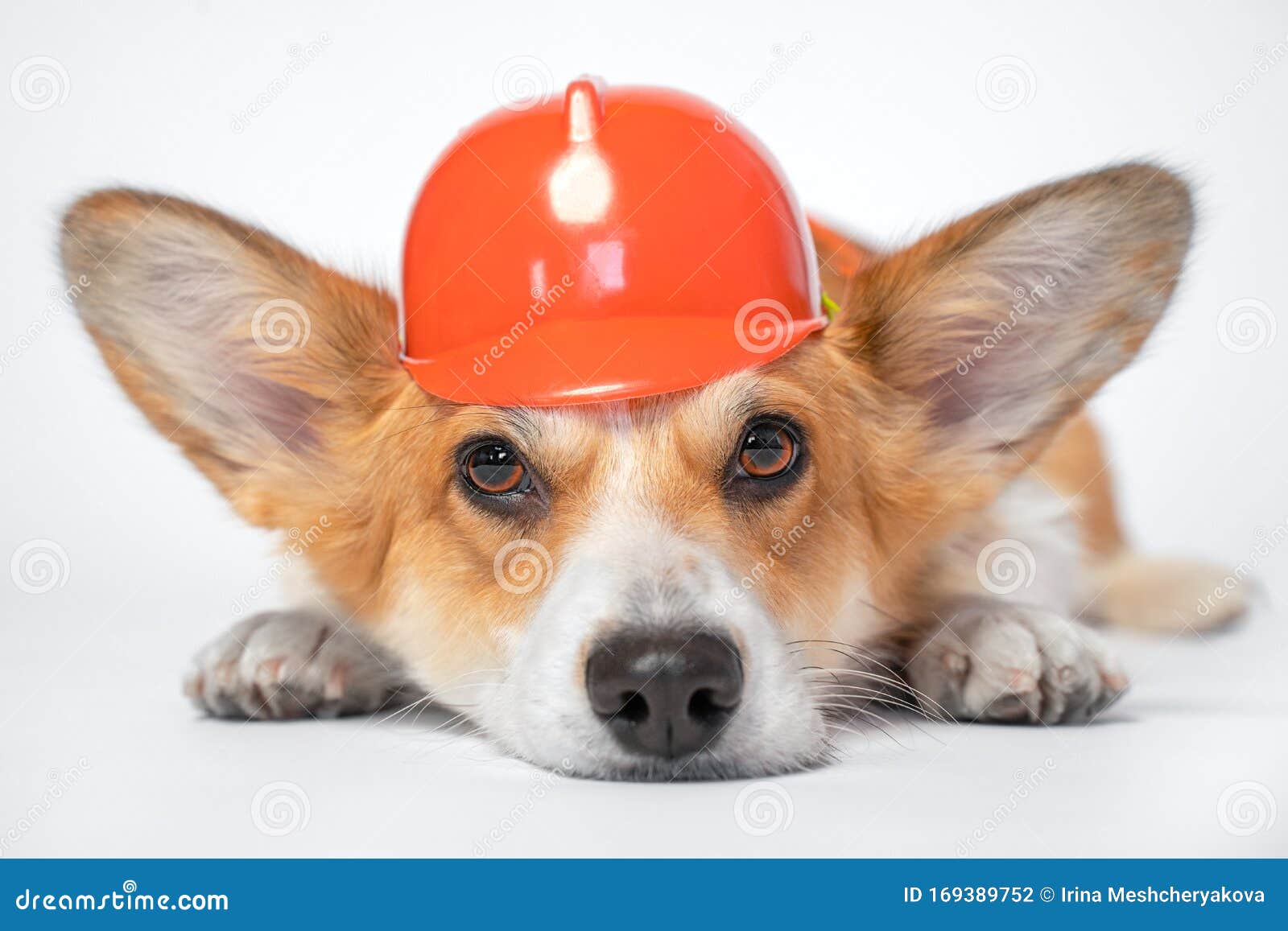 corgi helmet