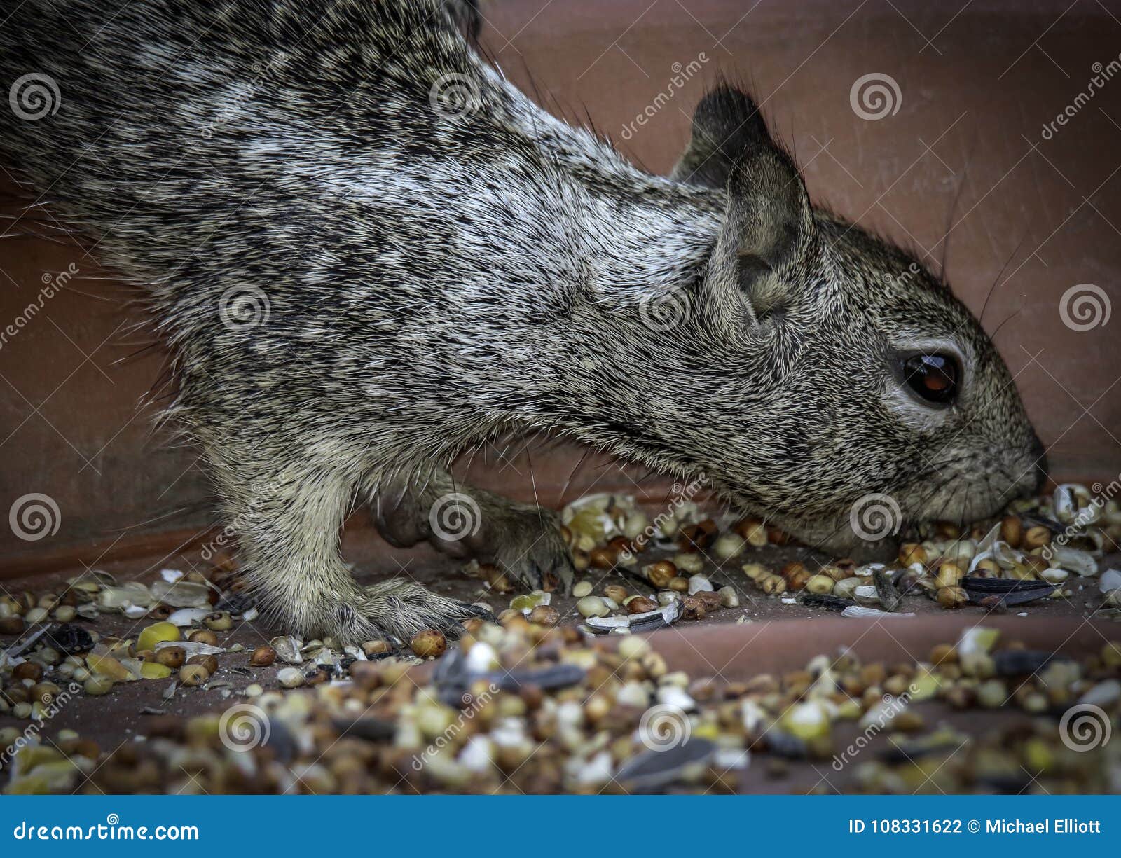 Ground Squirrel stock photo. Image of macro, alert, digger 108331622