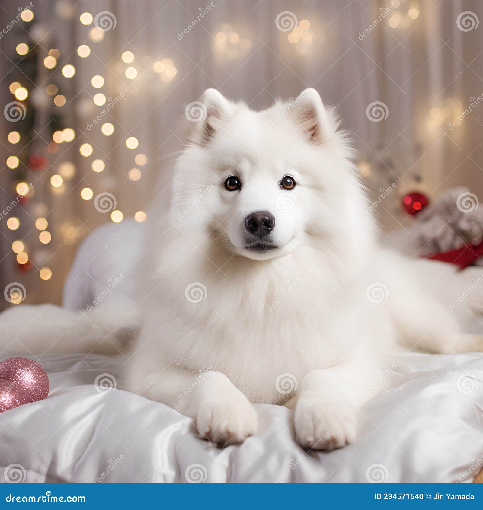 Cute Samoyed Dog on the Bed in the Christmas Decorations Stock Illustration Illustration of