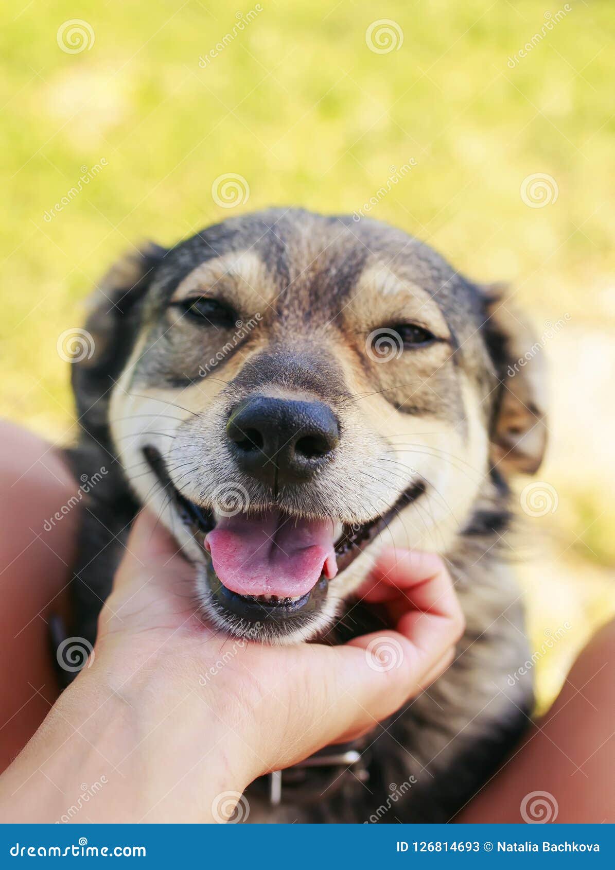 dog scratching muzzle