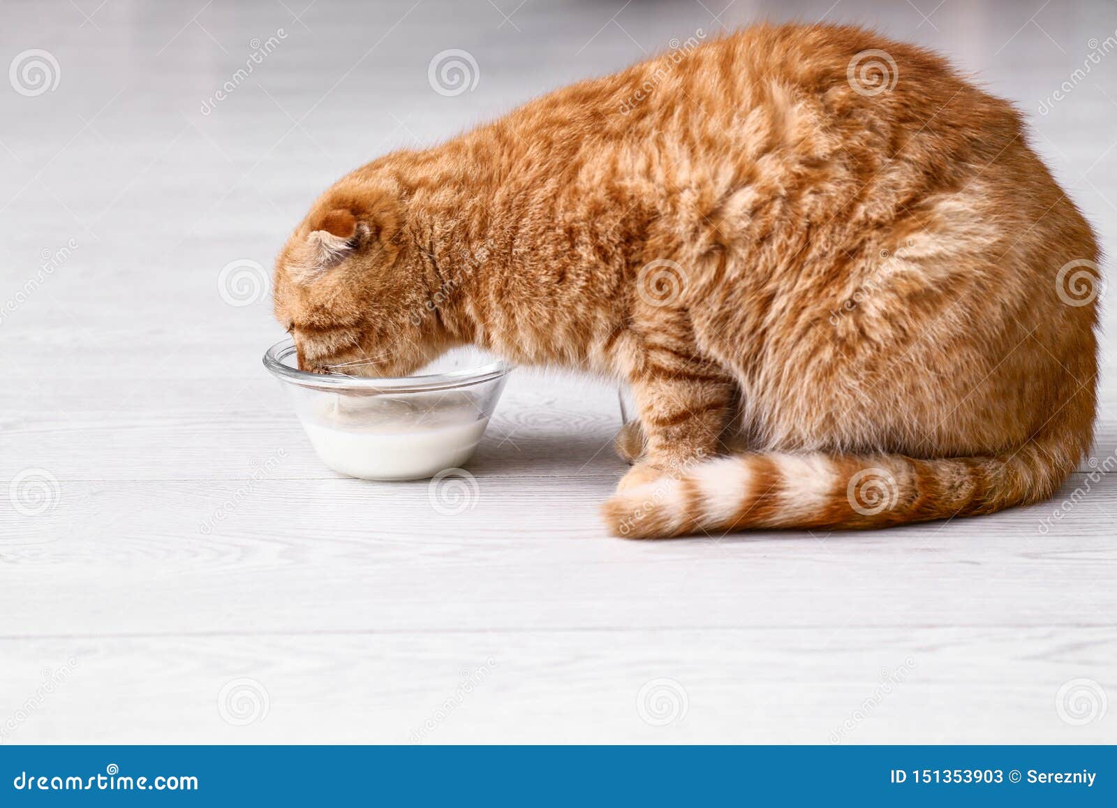 cute cat drinking milk