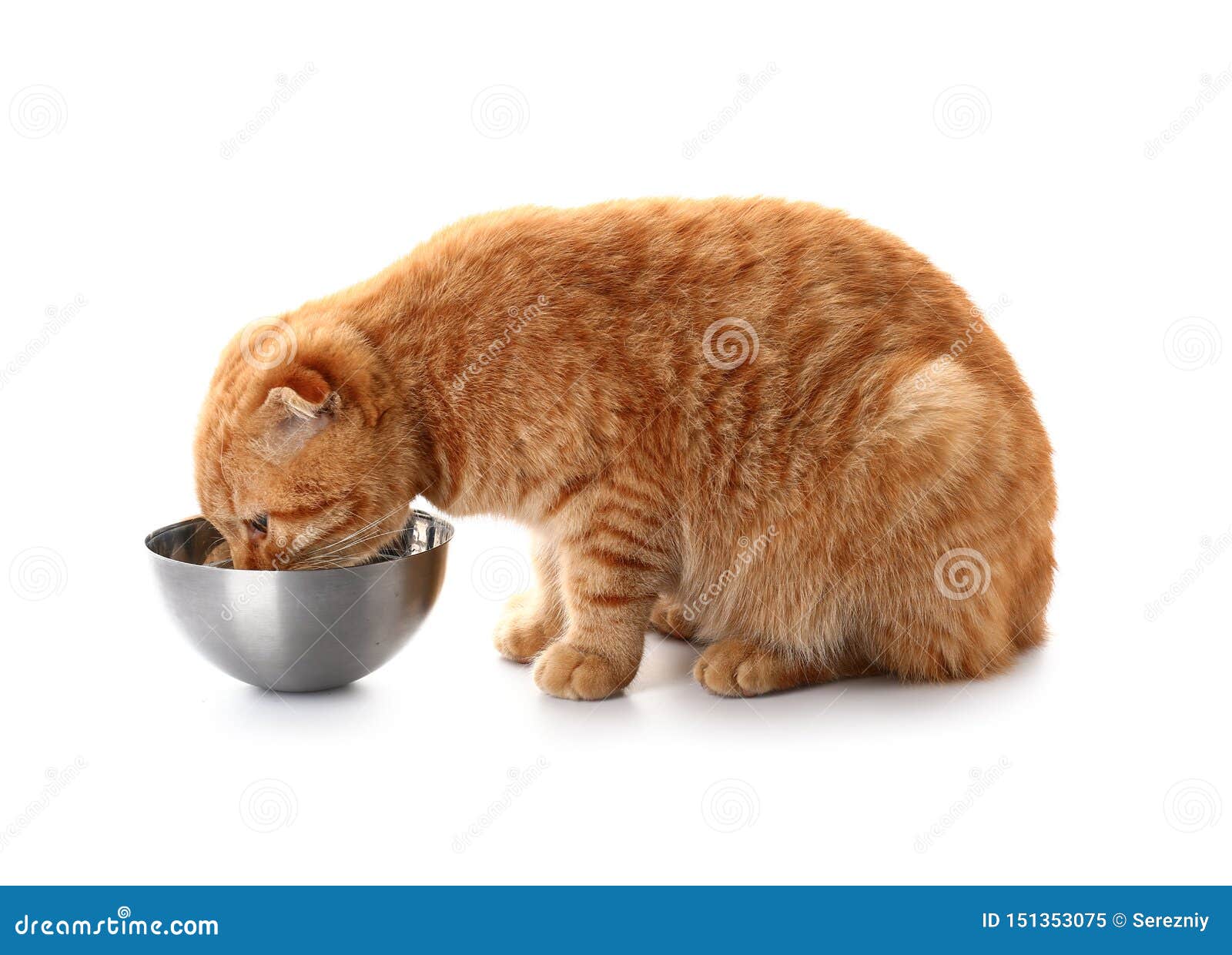Cute Scottish Fold Cat Eating Food on White Background Stock Image Image of adorable, funny