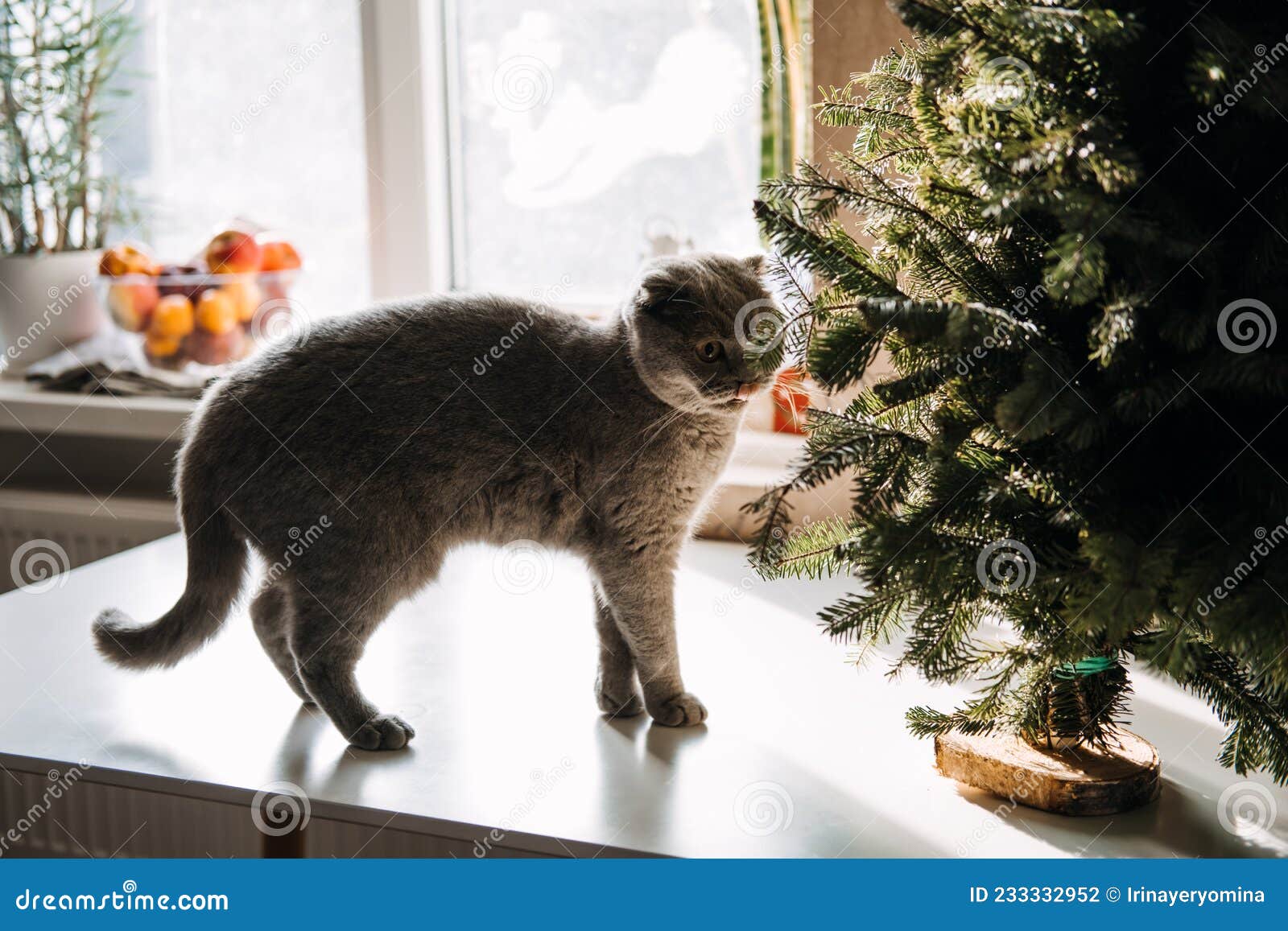 Cute Scottish Fold Cat Try To Eat Christmas Tree at Home. How To Cat