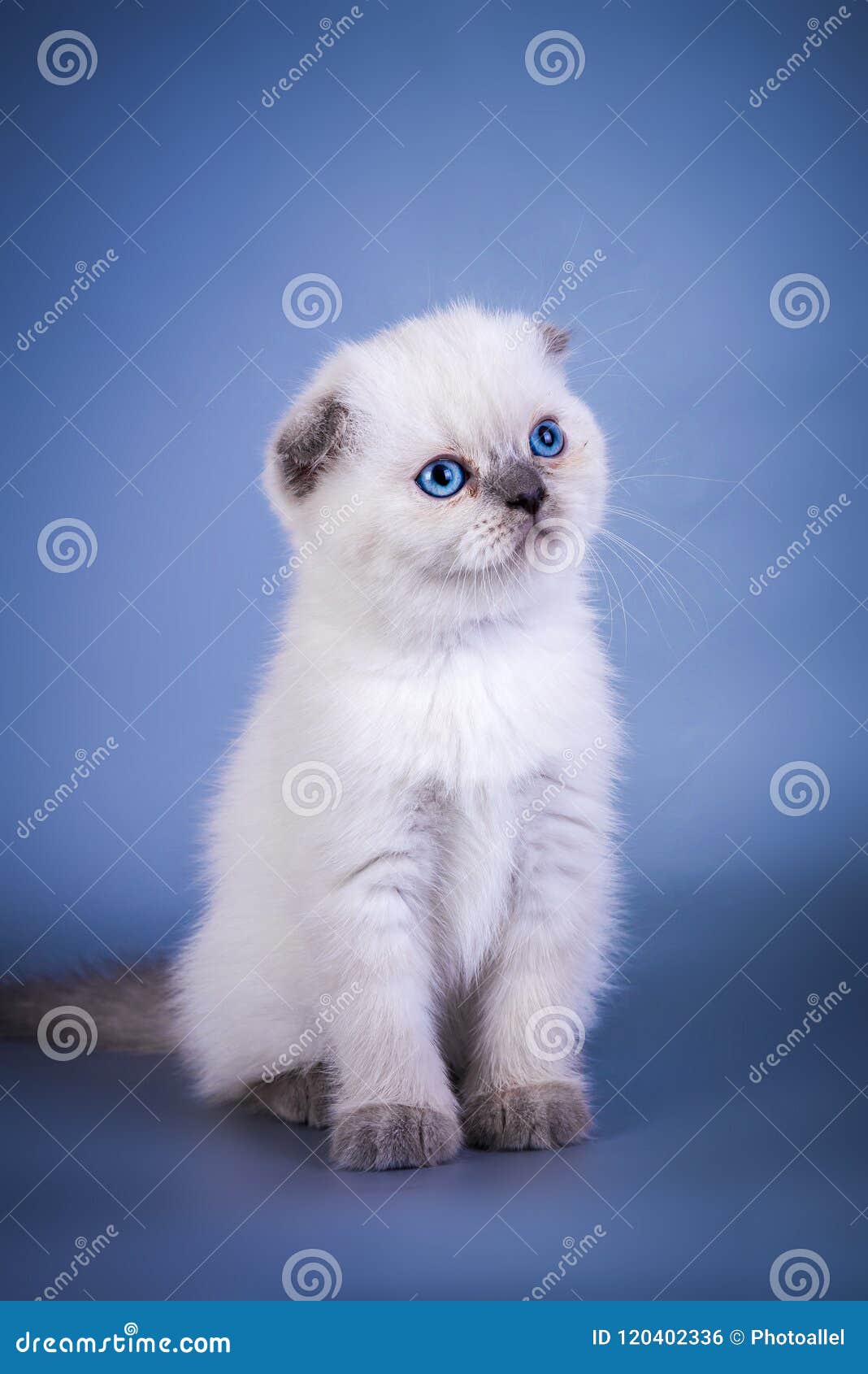 Cute Scottish Fold Shorthair Silver Color Point Kitten with Blue Eyes Stock  Photo - Image of black, domestic: 120402336