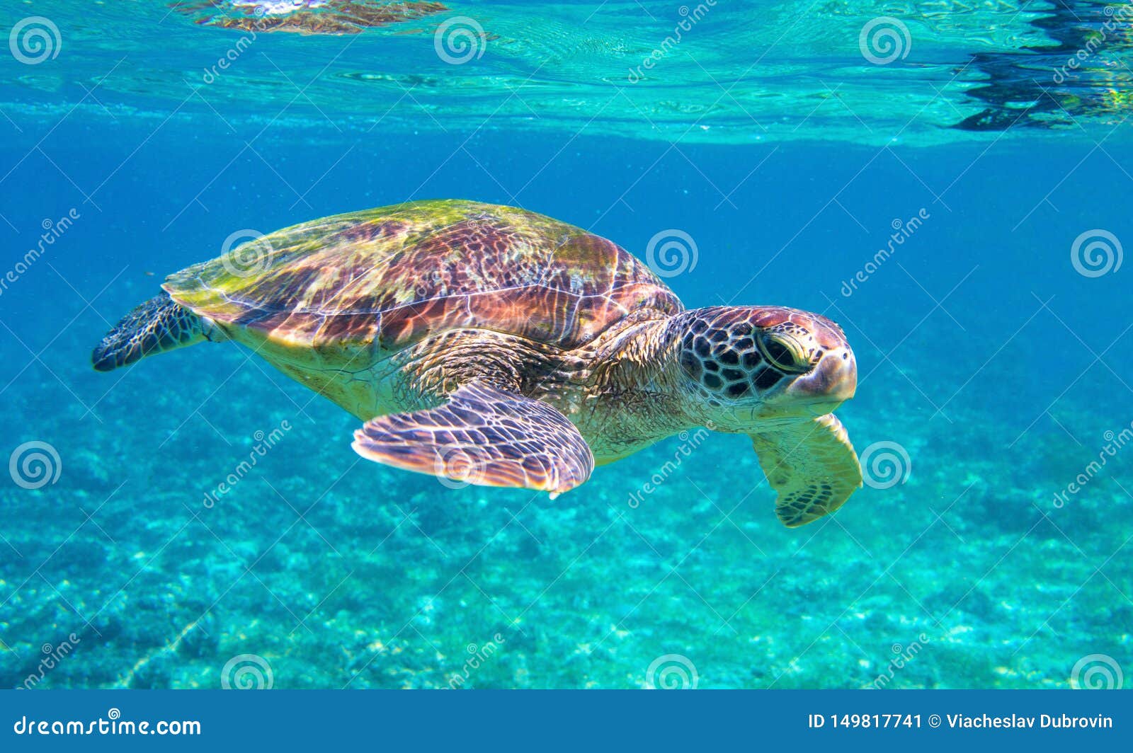 4,956 Cute Sea Turtle Stock Photos - Free & Royalty-Free Stock