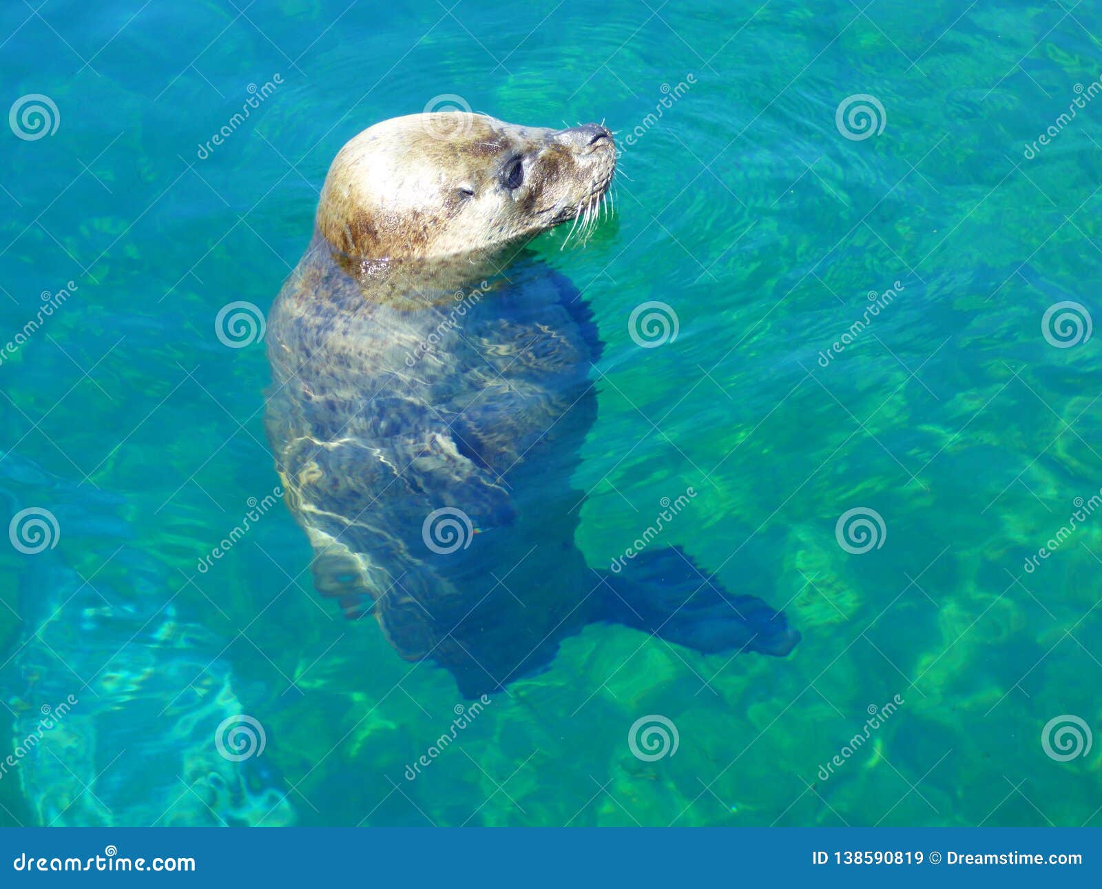 cute seal sunbathing, phoca vitulina