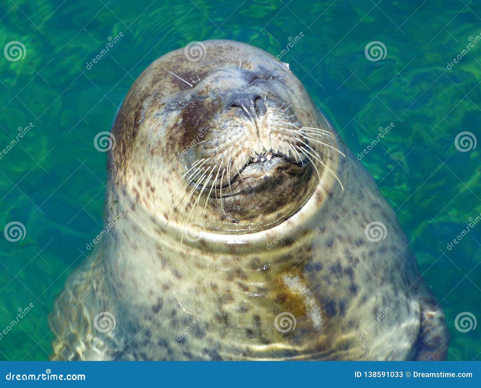 cute seal sunbathing, phoca vitulina