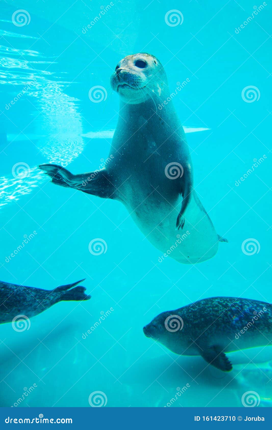 Cute seal in zoo aquarium stock photo. Image of reef 161423710