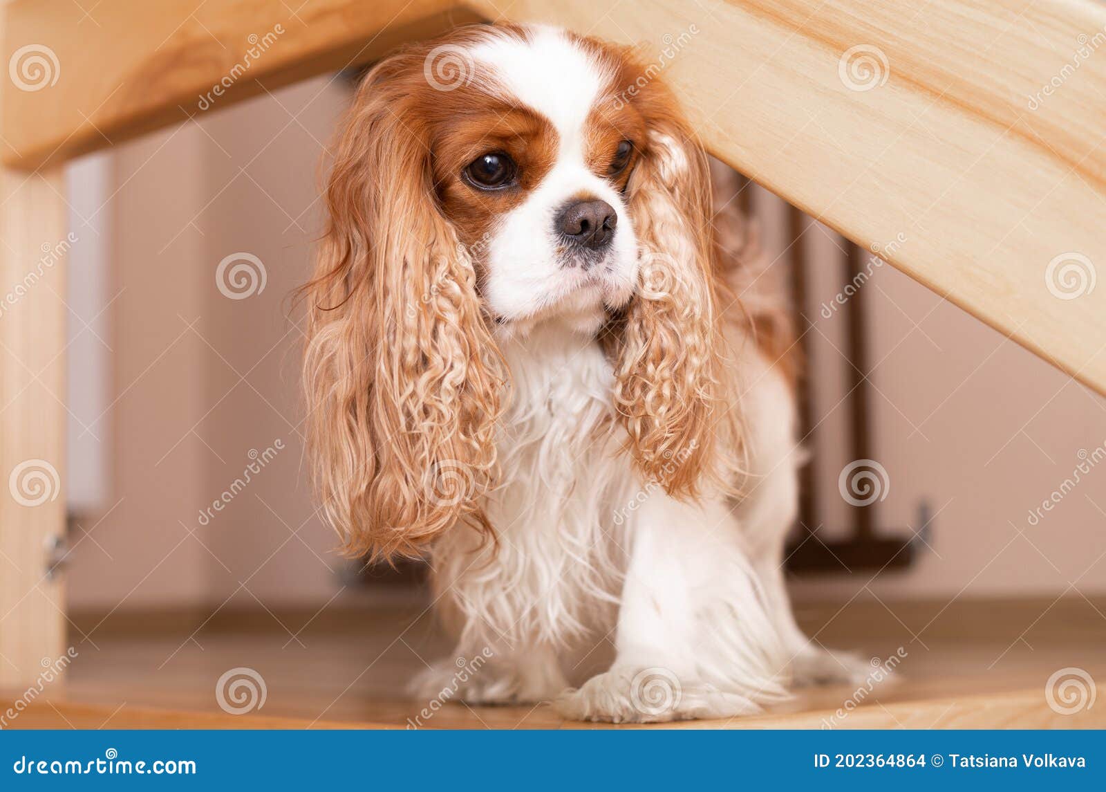 King charles cheap spaniel hunting