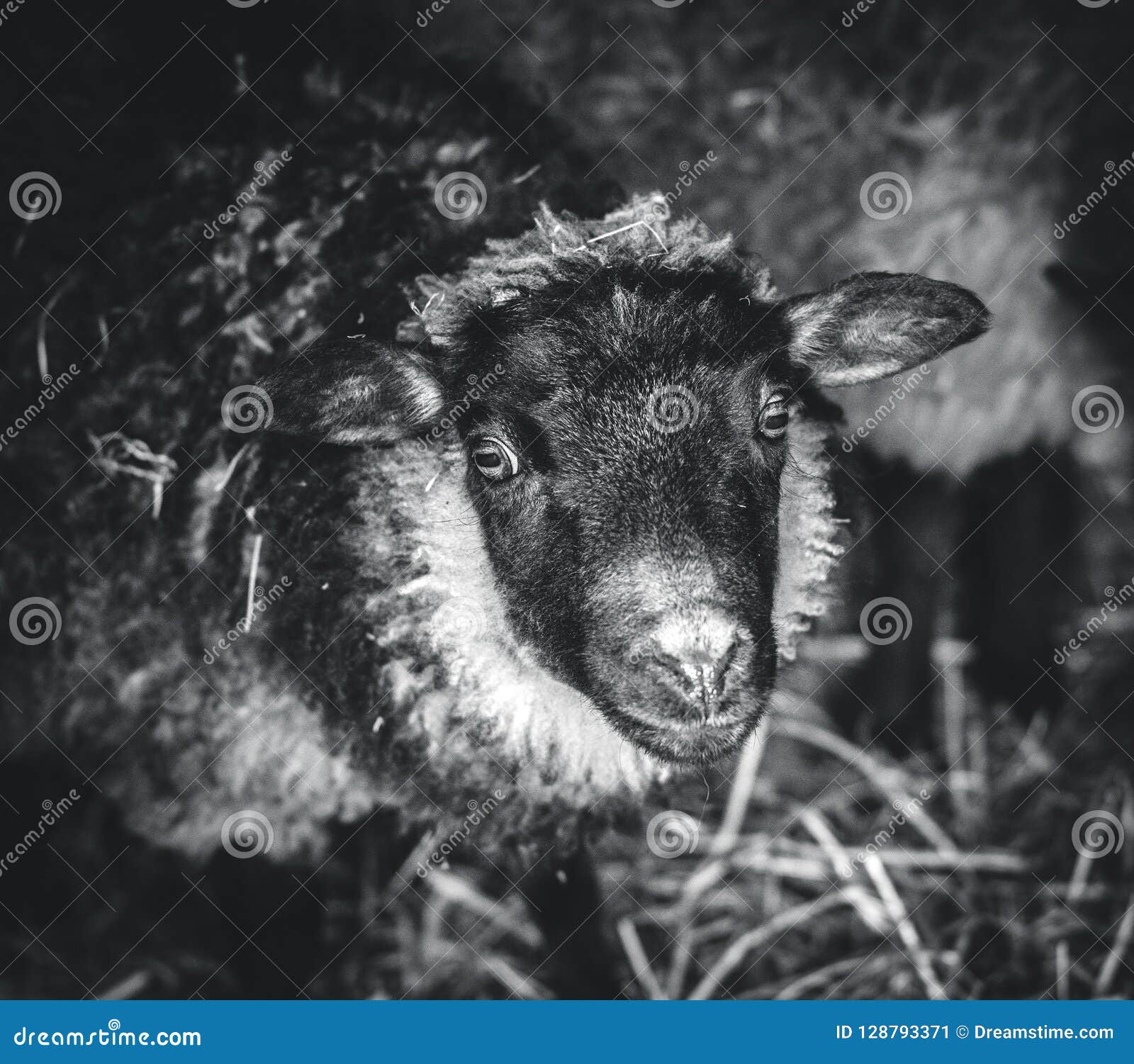 Cute sheep stock image. Image of portrait, nature, young 128793371