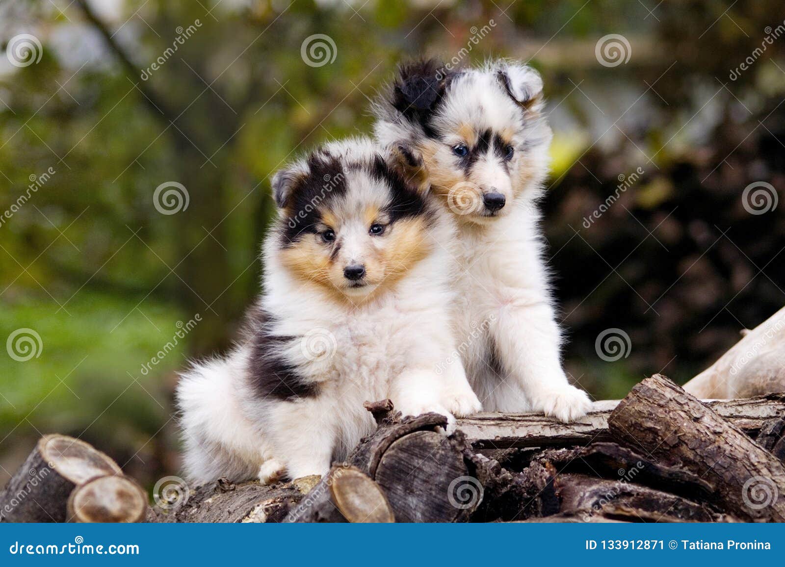 cute sheltie puppies