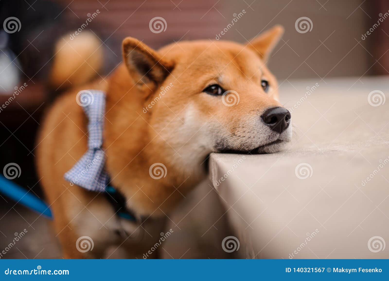 blue shiba inu