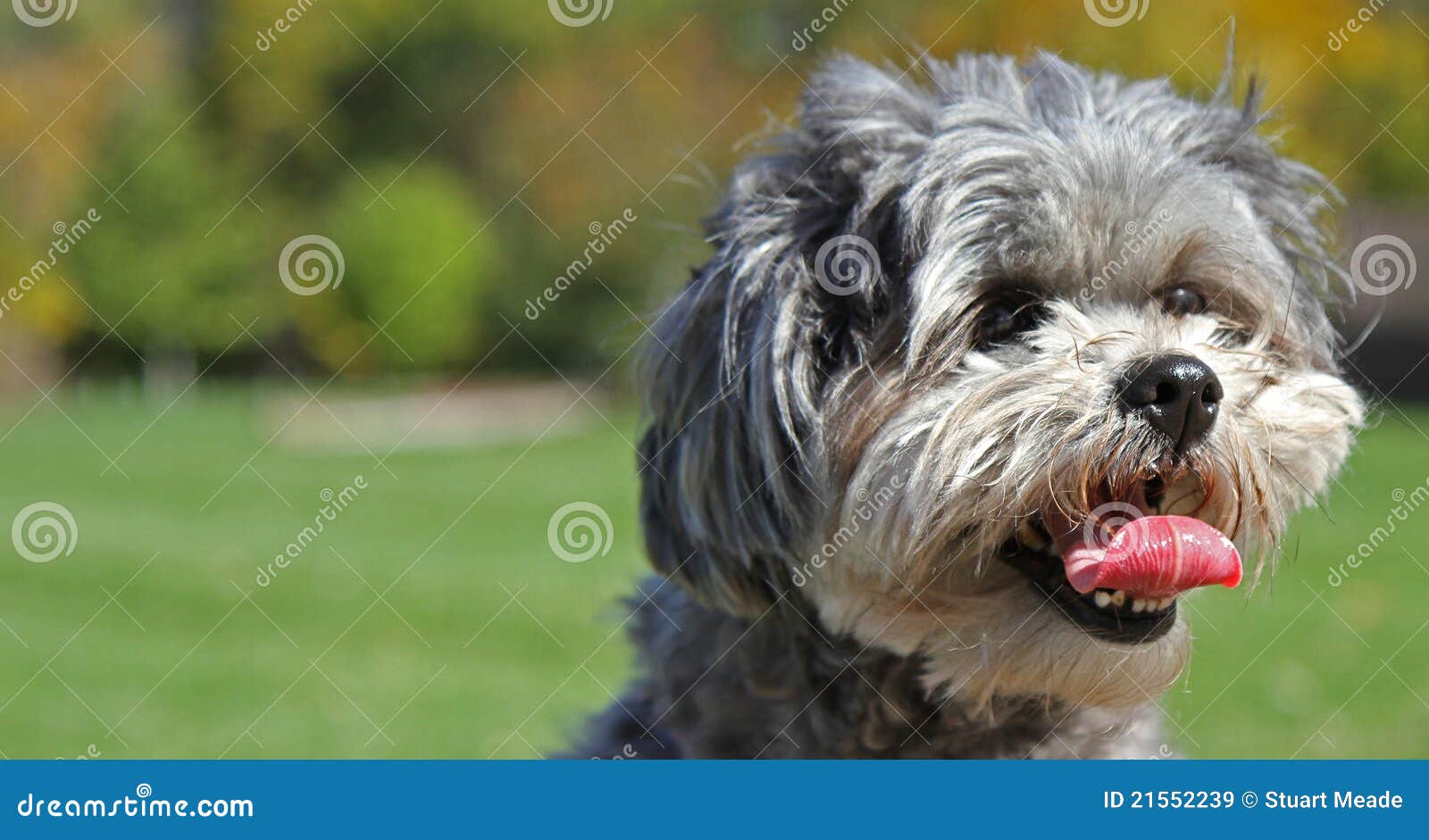 cute shih-poo dog with tongue