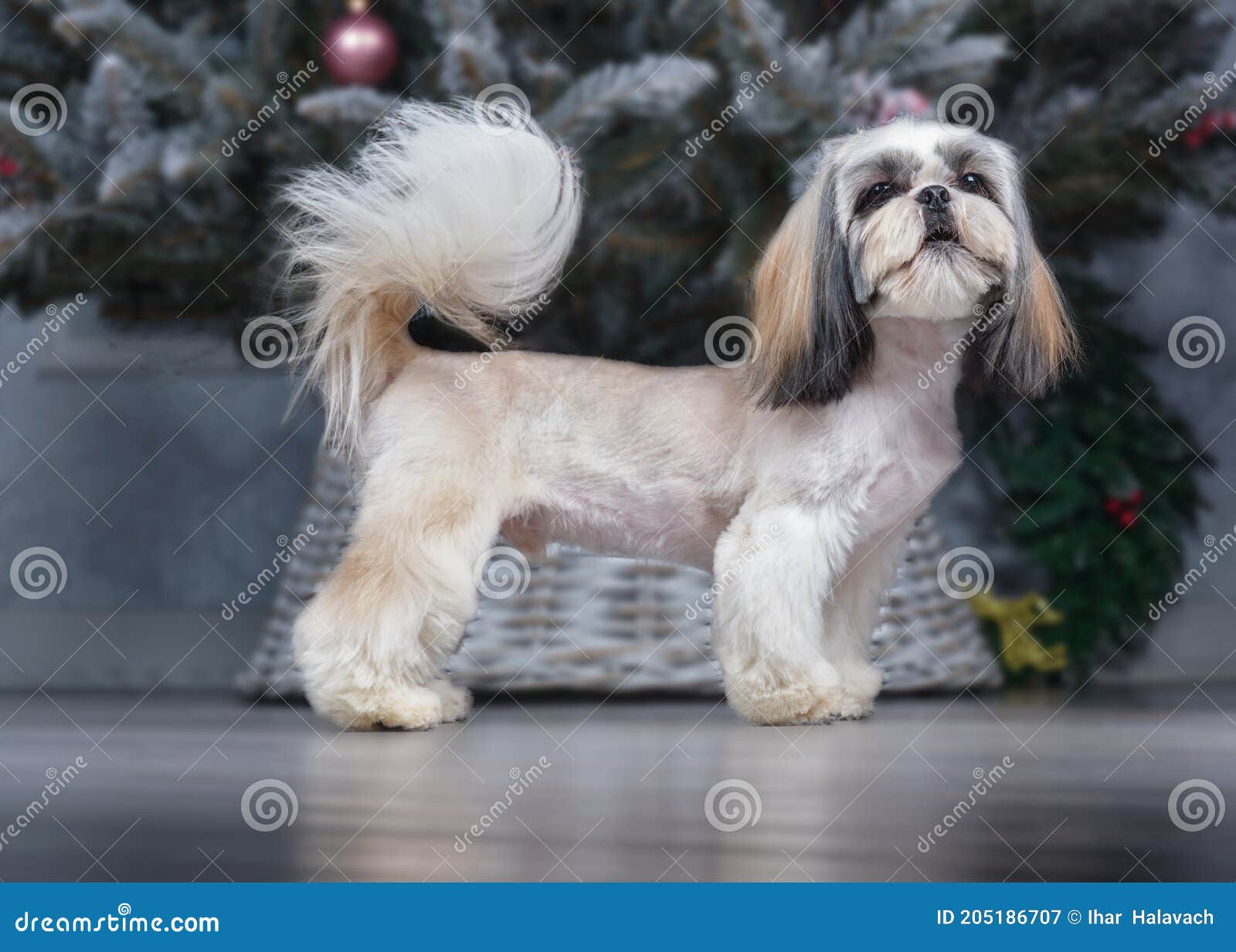 I Saw Three Shih Tzuhs Sailing Dogs Animals Christmas -  Portugal