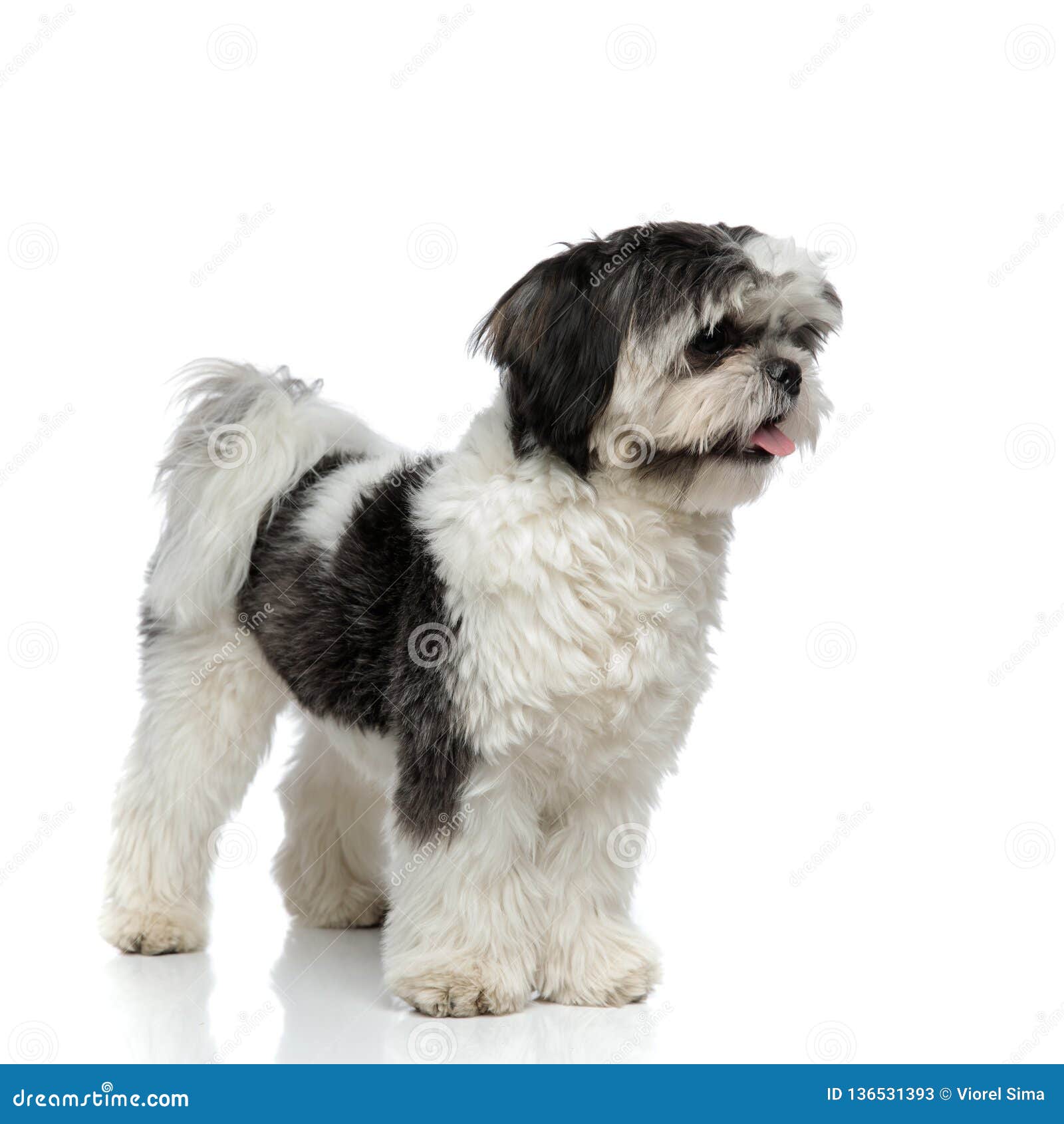Shih Tzu Pants Shih Tzu Pants