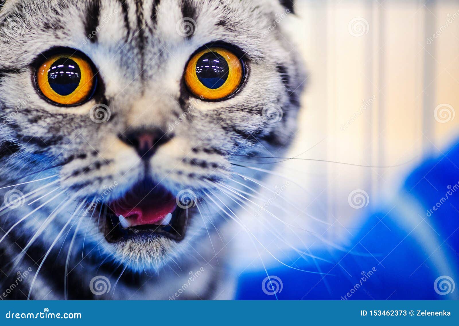 Cute Shocked Cat Stock Image Image Of Beautiful Little 153462373