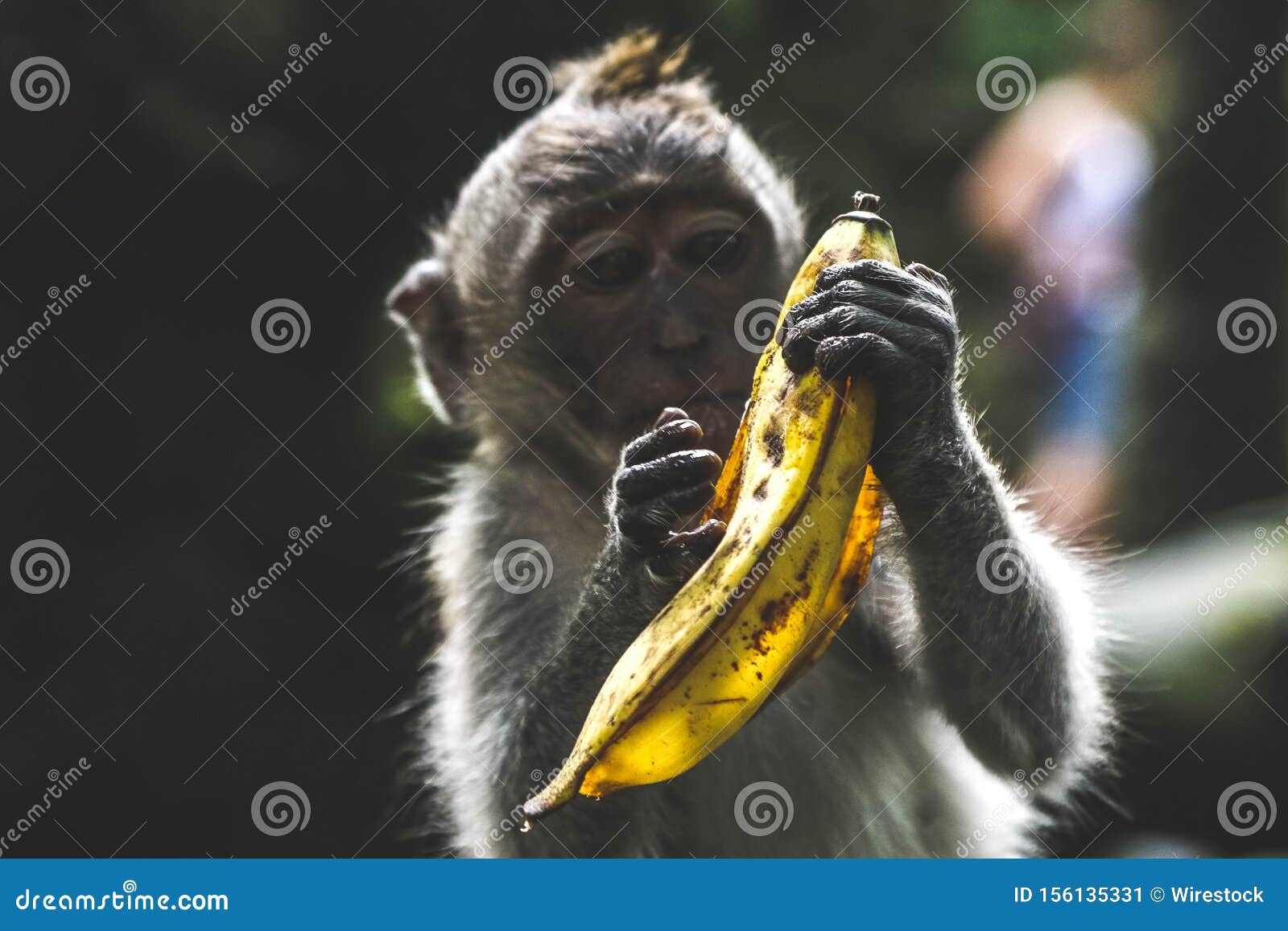 Cute Shot of a Monkey Peeling Banana Stock Image - Image of jungle ...