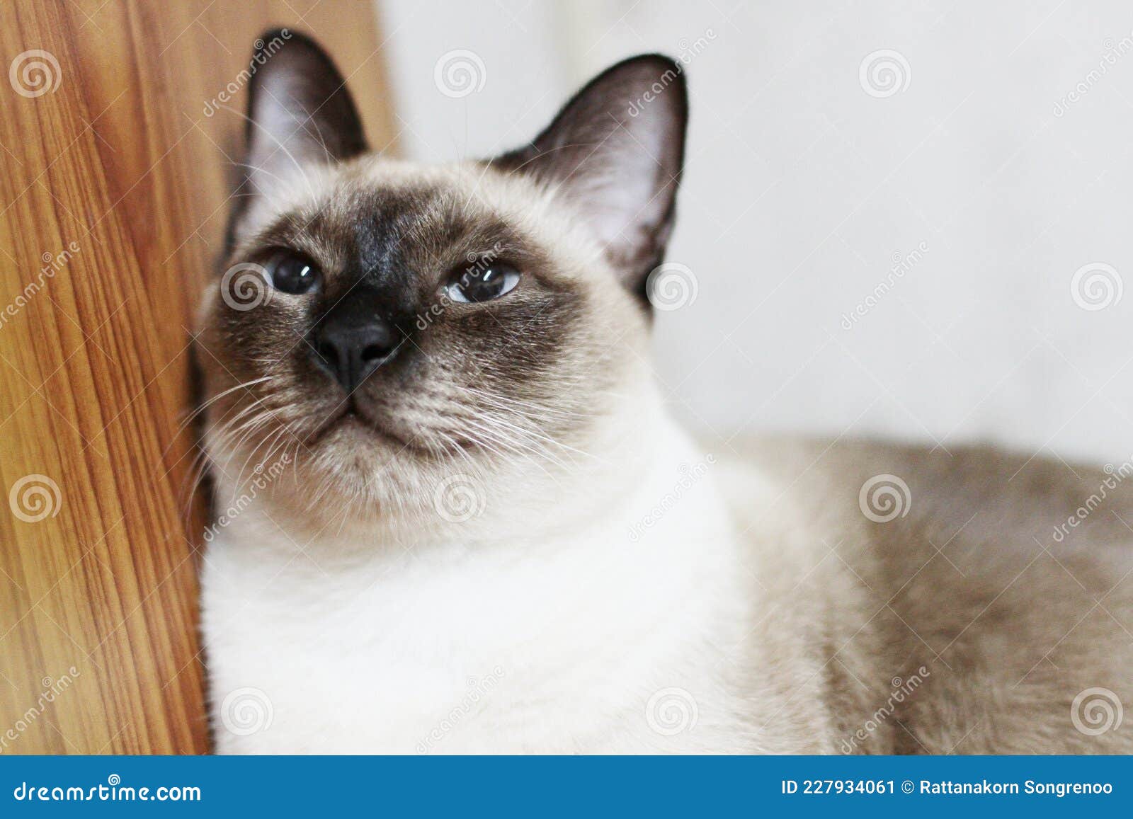 Cute Siamese Cat Enjoy and Sleep on Bed Stock Image Image of animal