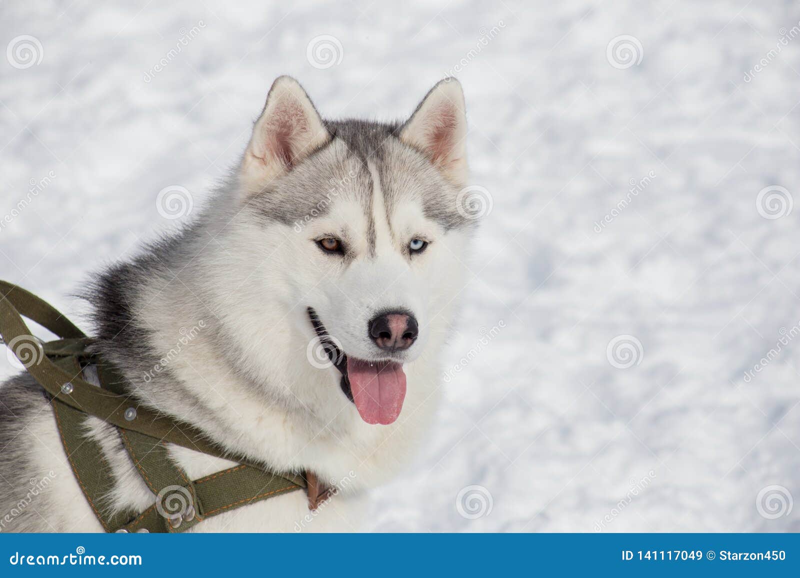 siberian husky different eyes