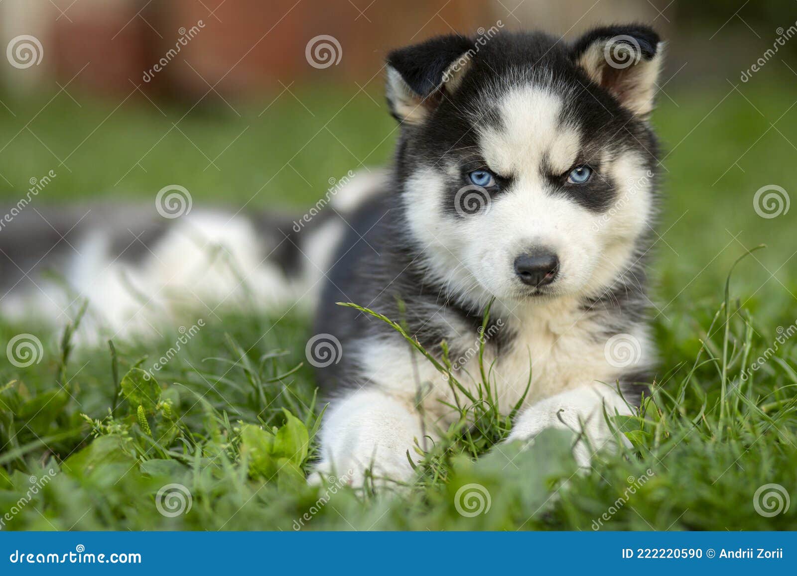 husky puppies with blue eyes