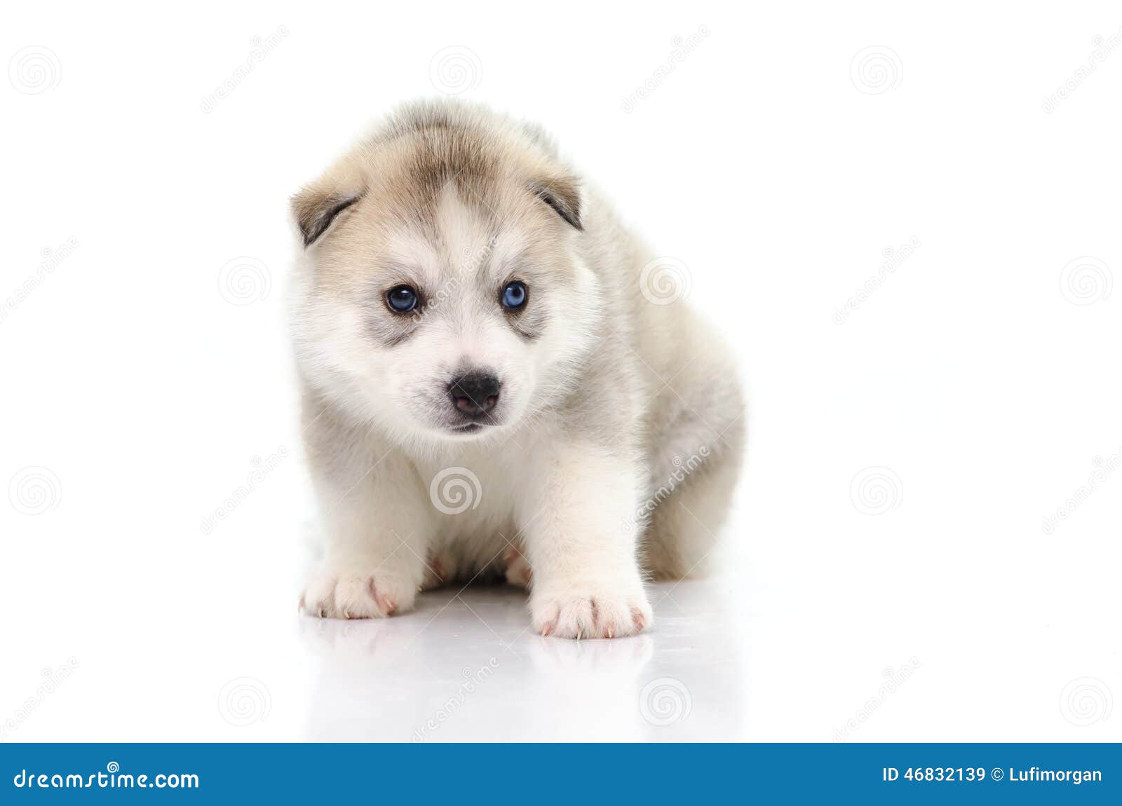 cute baby white husky puppies