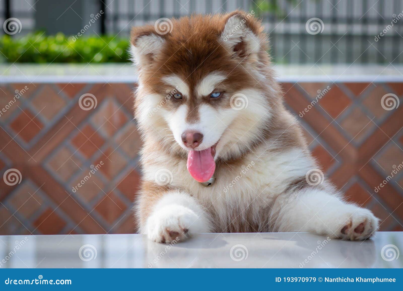 red siberian husky puppies with blue eyes