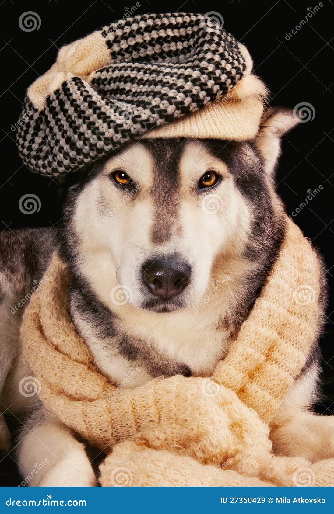 Cute Siberian Husky Wearing a Vintage Hat Stock Image - Image of ...