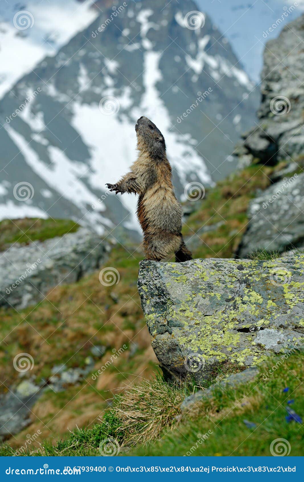 cute sit up on its hind legs animal marmot, marmota marmota, sitting in he grass, in the nature habitat, grossglockner, alp, a