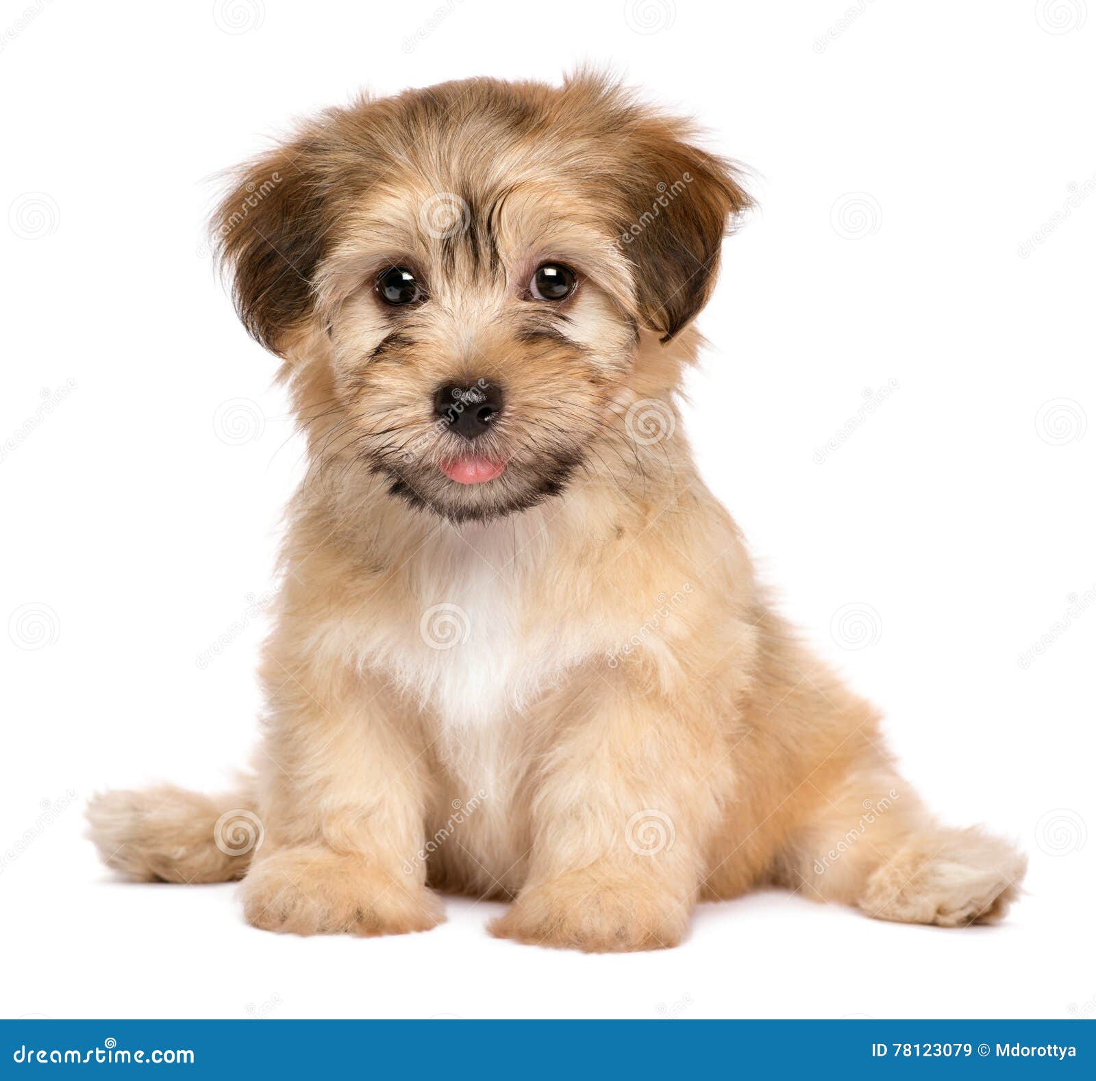 2,883 Havanese Puppy Photos - Free & Royalty-Free Stock Photos from  Dreamstime