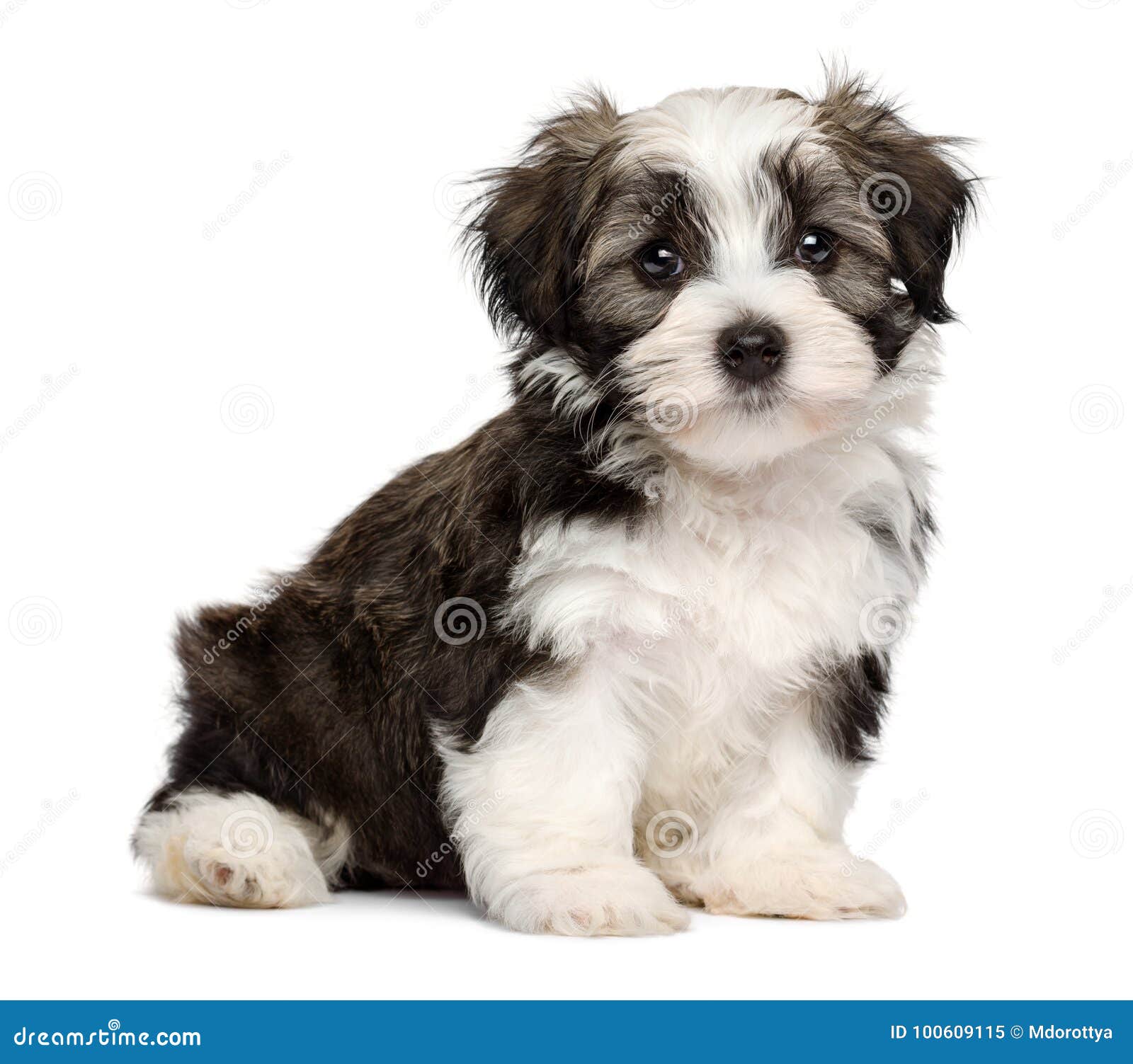 cute sitting silver sable havanese puppy dog