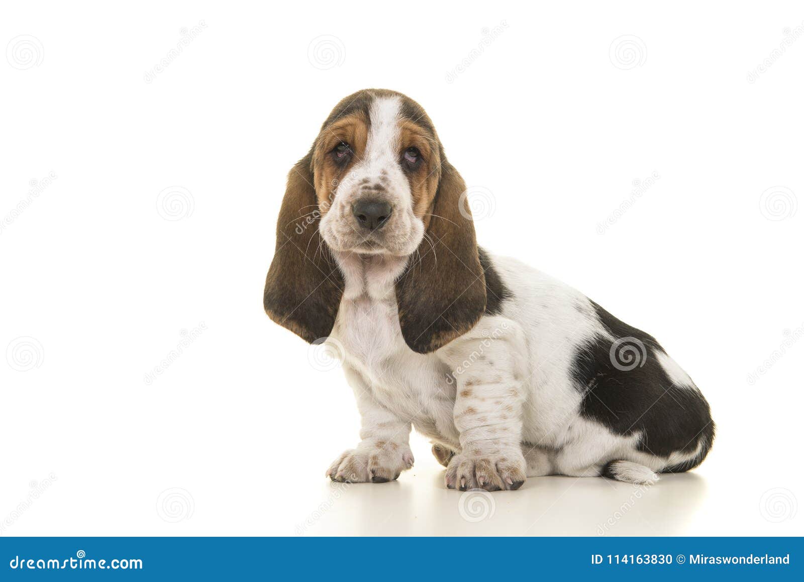 Cute Sitting Tricolor Basset Hound Puppy Looking At The Camera I Stock Photo Image Of Proud Adorable 114163830