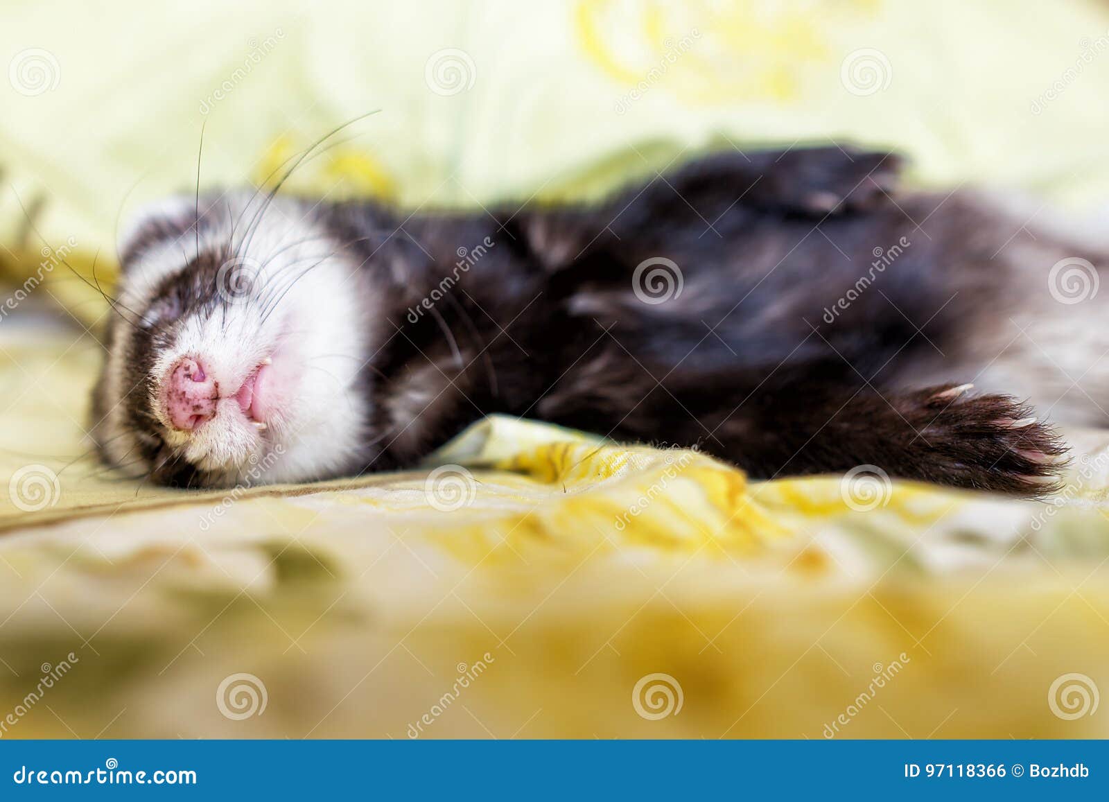 ferret blanket
