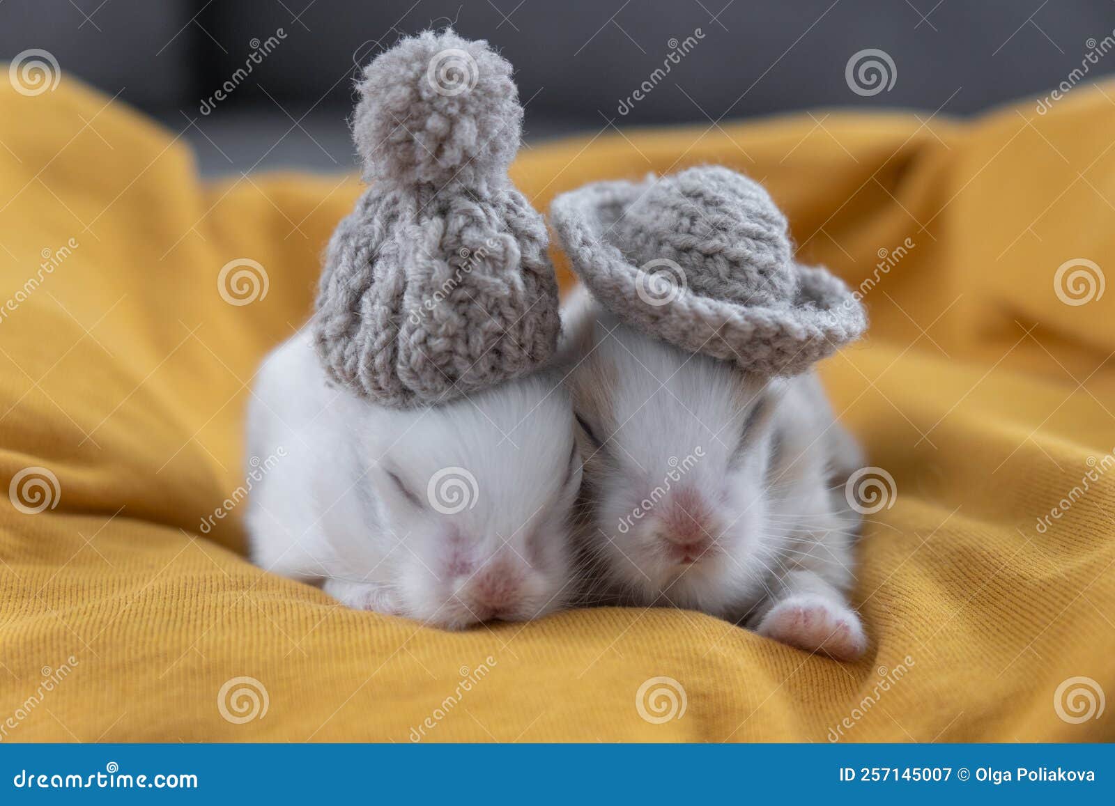 Cute Sleeping Rabbits in Hats Lie on a Blanket Stock Image Image of