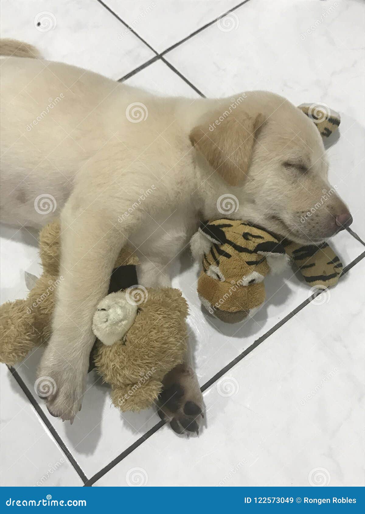 puppy hugging teddy bear