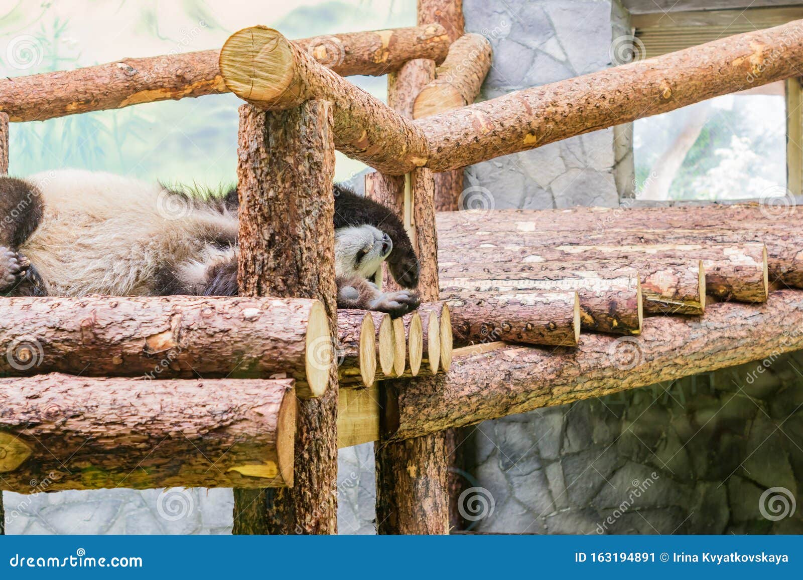 Cute Sleepingpanda in Zoo. Wild Animal Stock Image Image of fauna