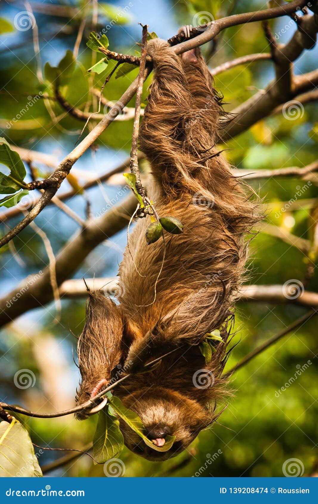 cute sloth lazy licking leaves on the tree in costarica