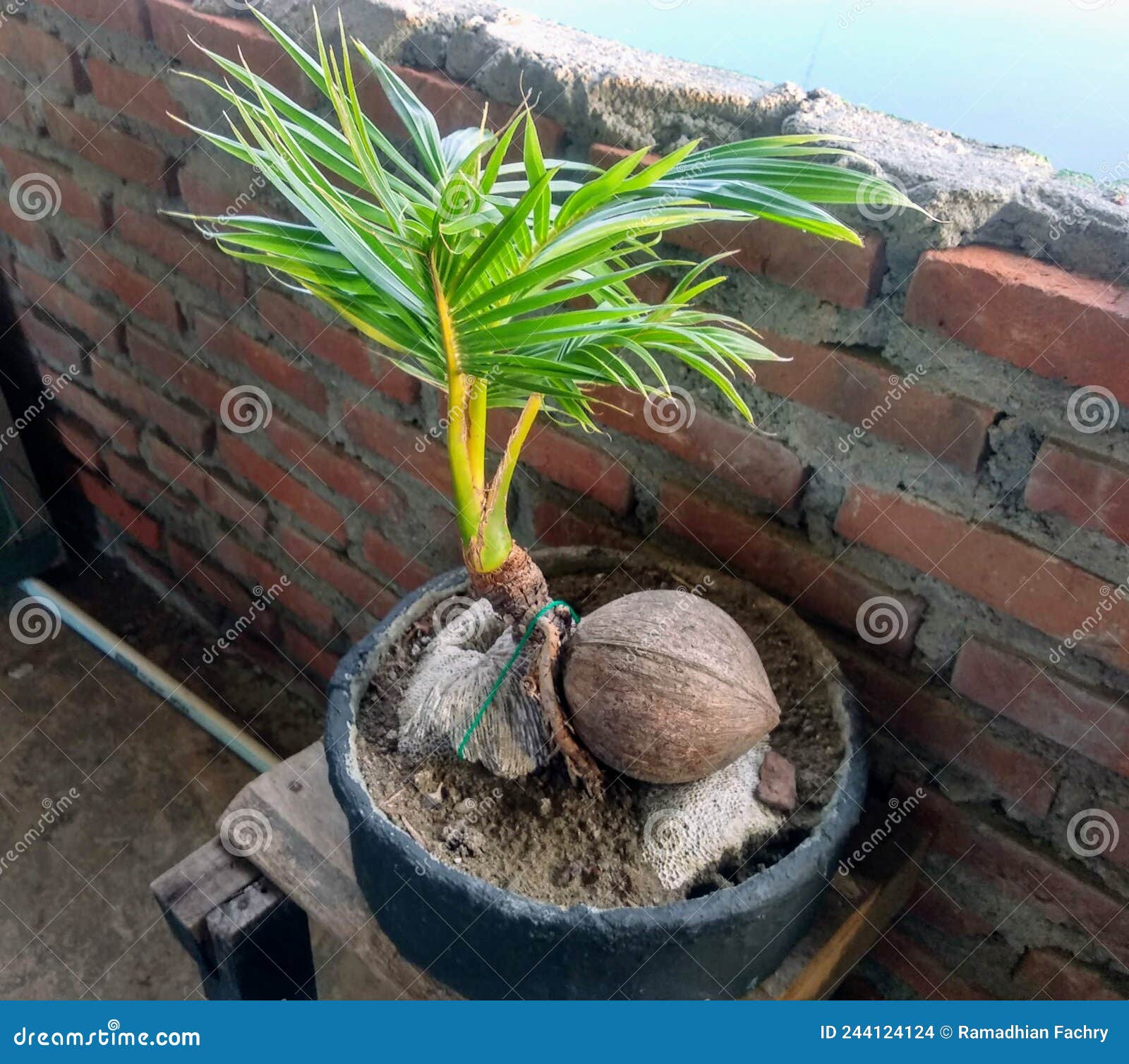 A Cute and Small Coconut Bonsai Tree Stock Photo Image of cute, tree
