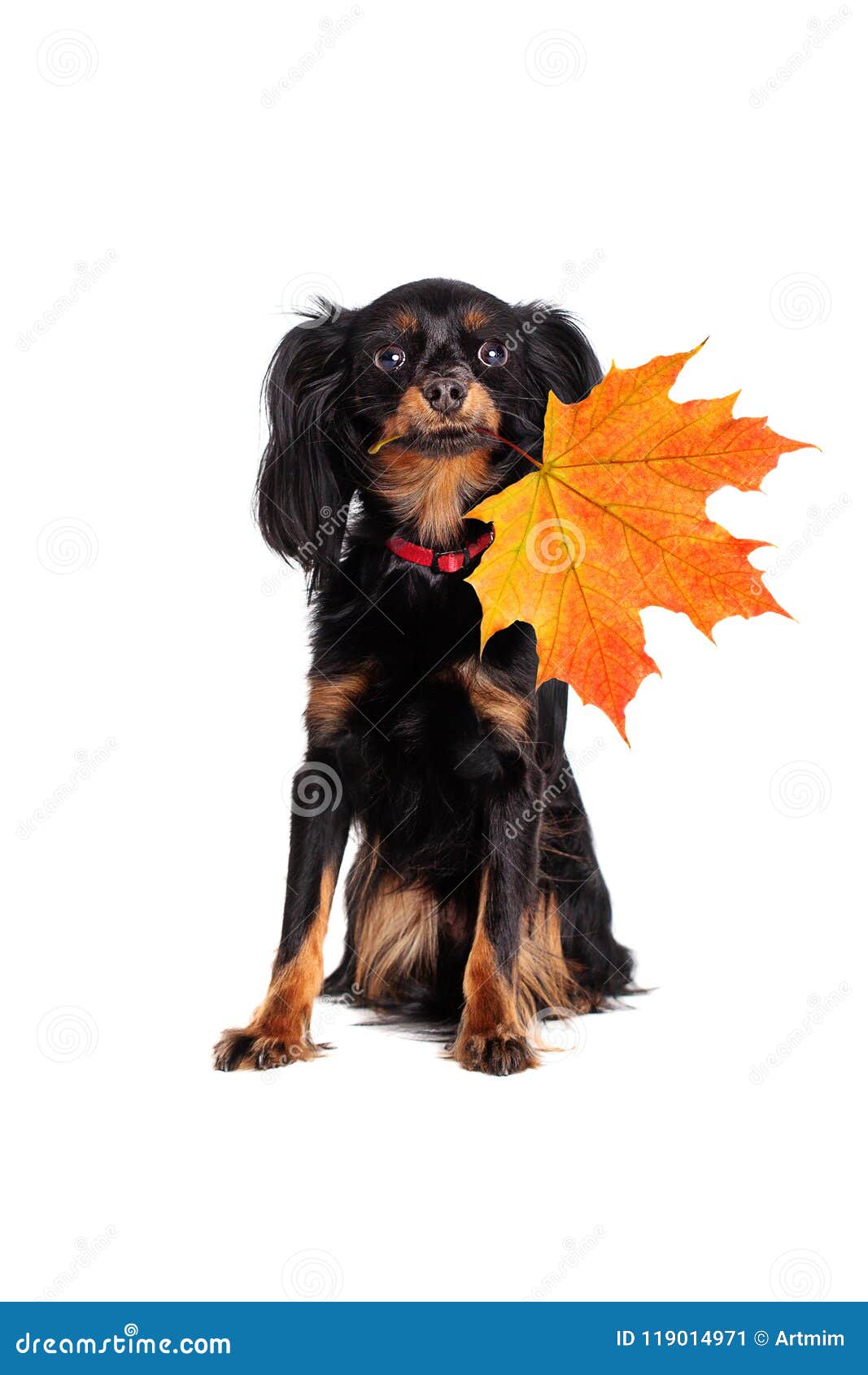 Cute Small Dog with Autumn Maple Leaf Stock Image Image of small