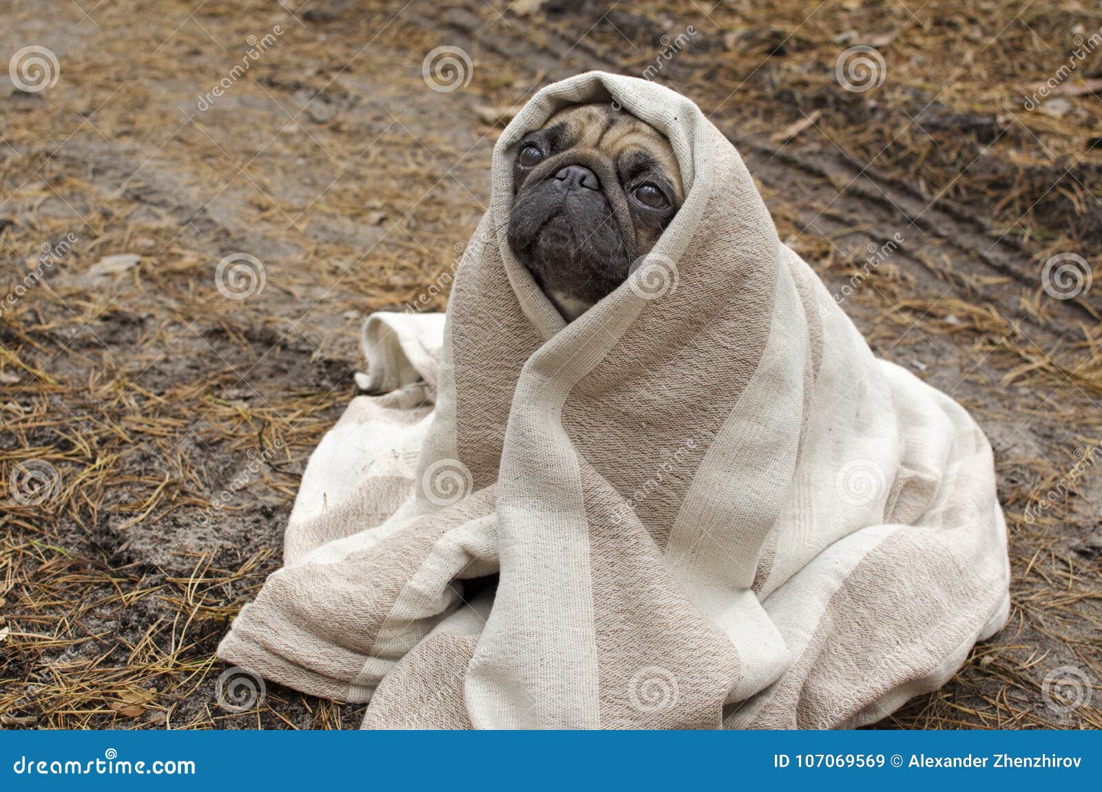 cute small pugs